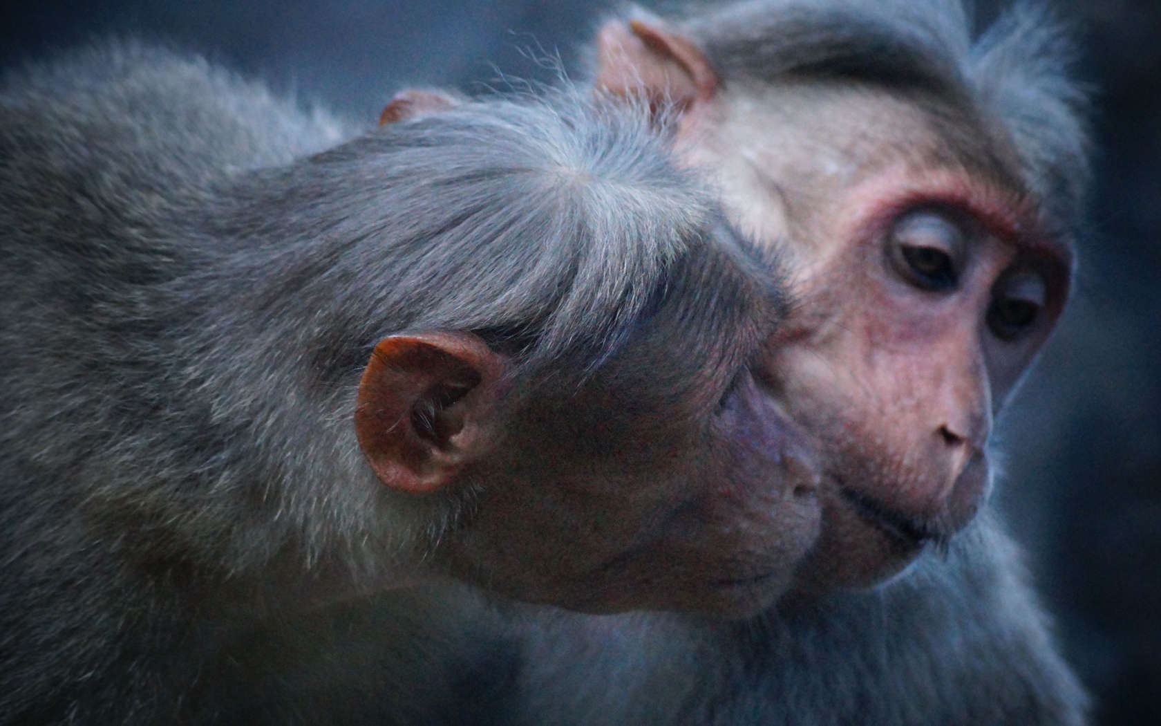 Две обезьяны обнимают друг друга