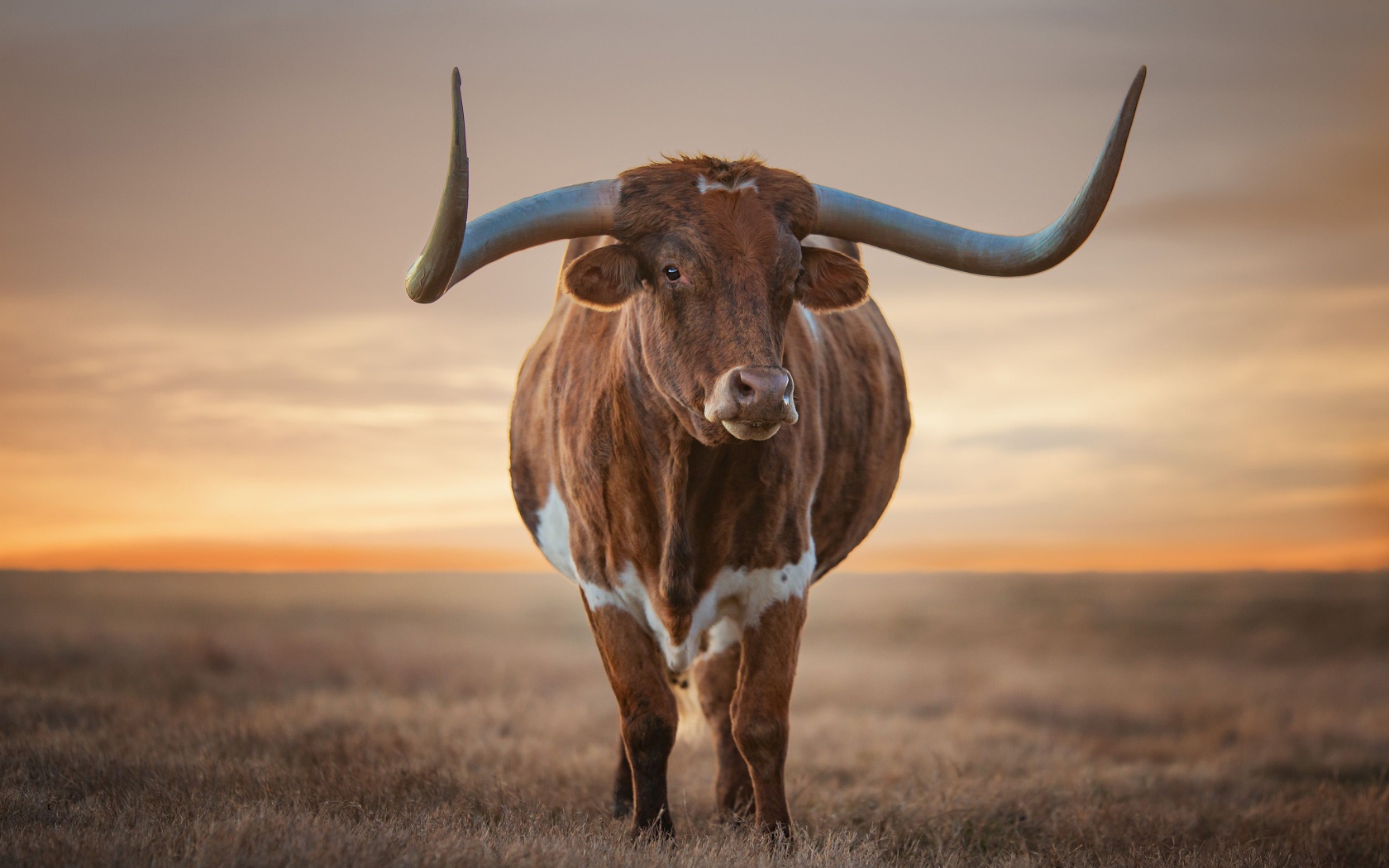 Beautiful bull with big horns
