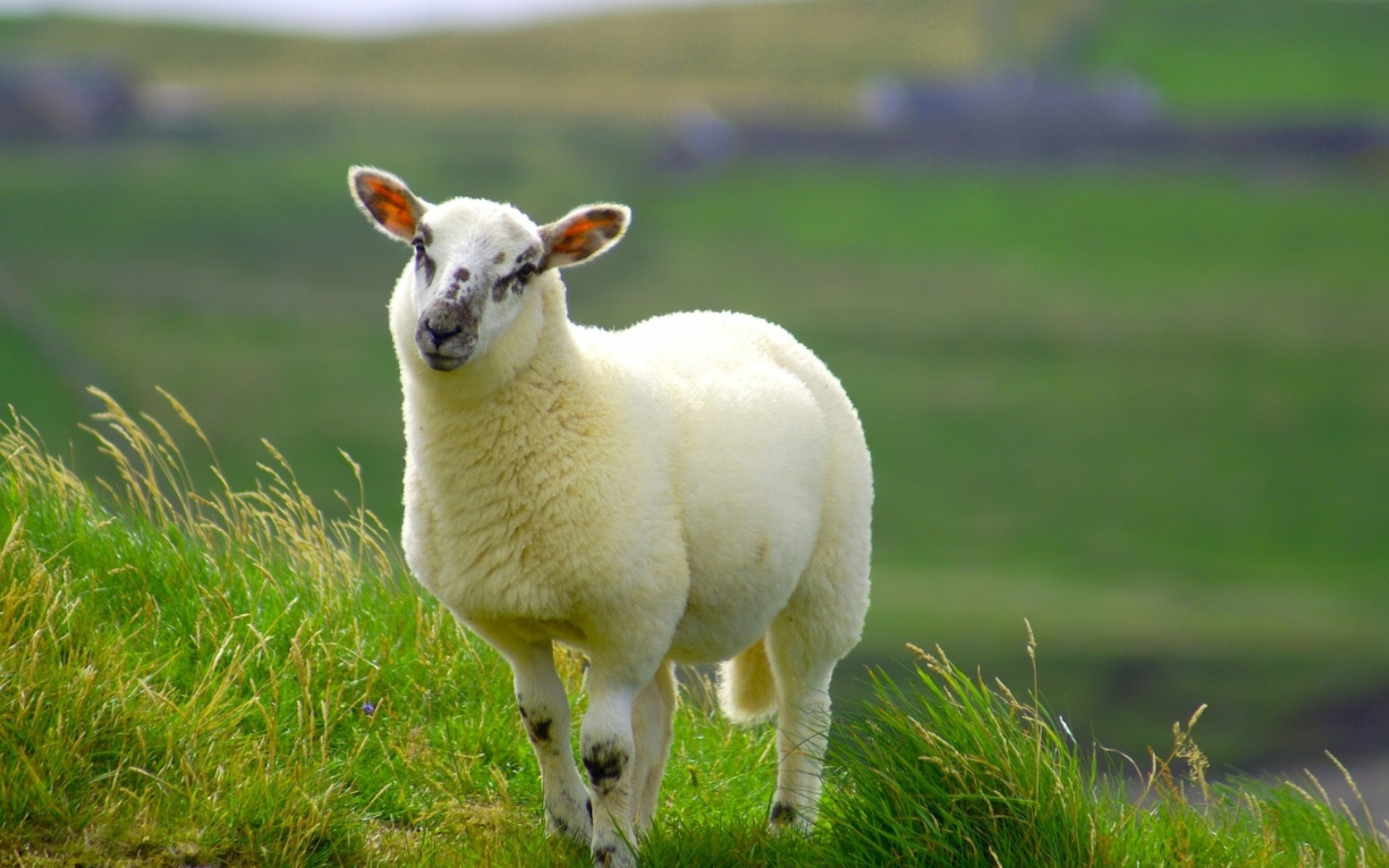 Fluffy white sheep on green grass