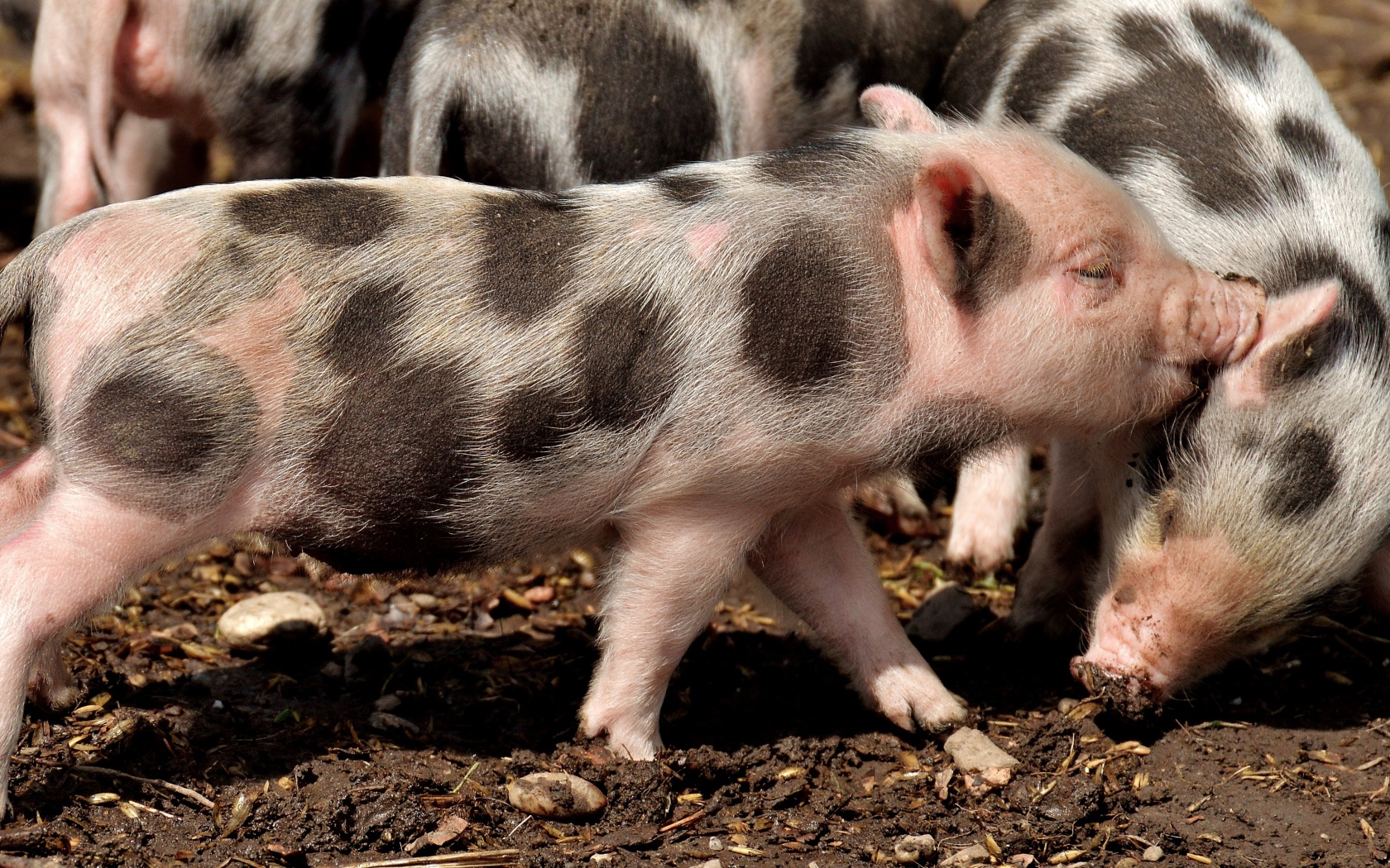 Забавные пятнистые поросята на земле