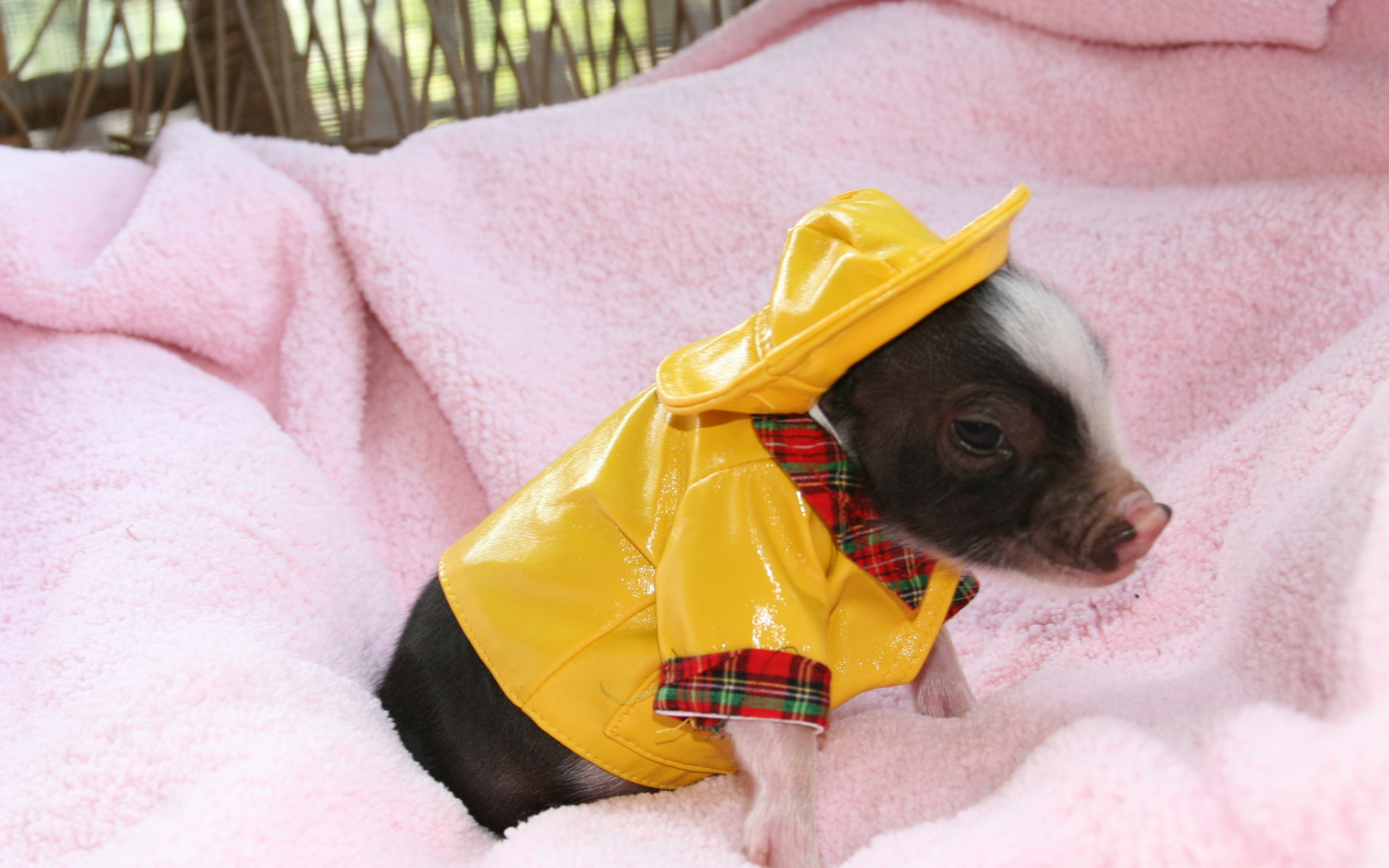 Маленький поросенок в желтом костюме, символ нового года 2019