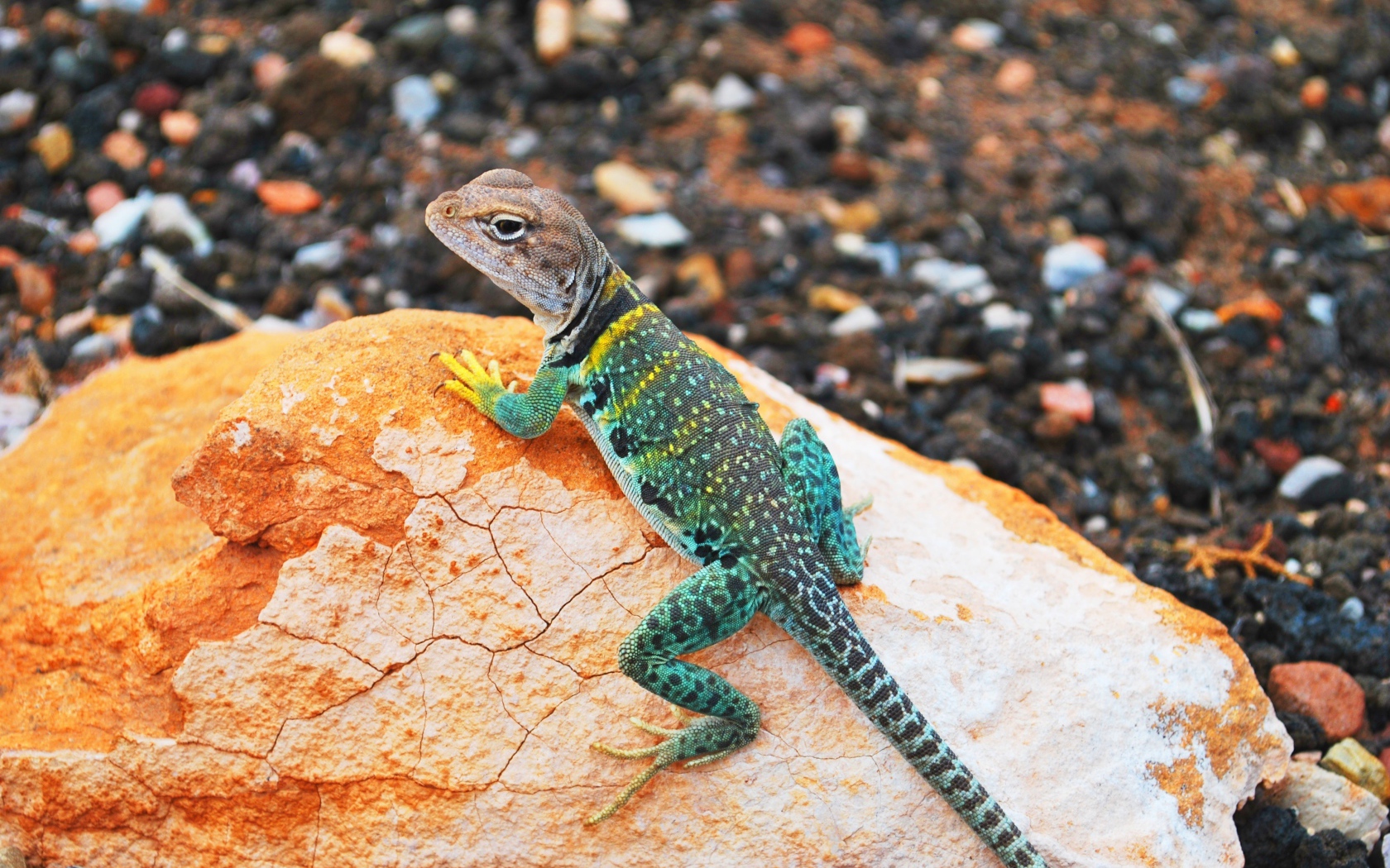 Красивая ошейниковая игуана на камне