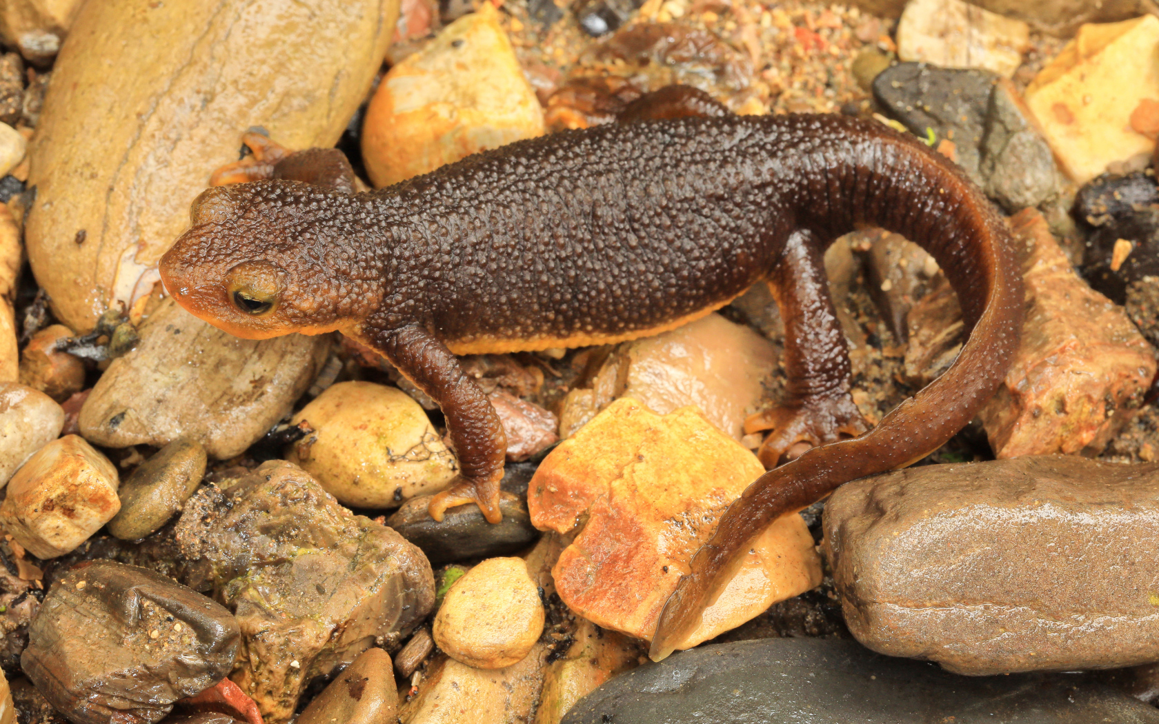 Маленькая коричневая ящерица на камнях 