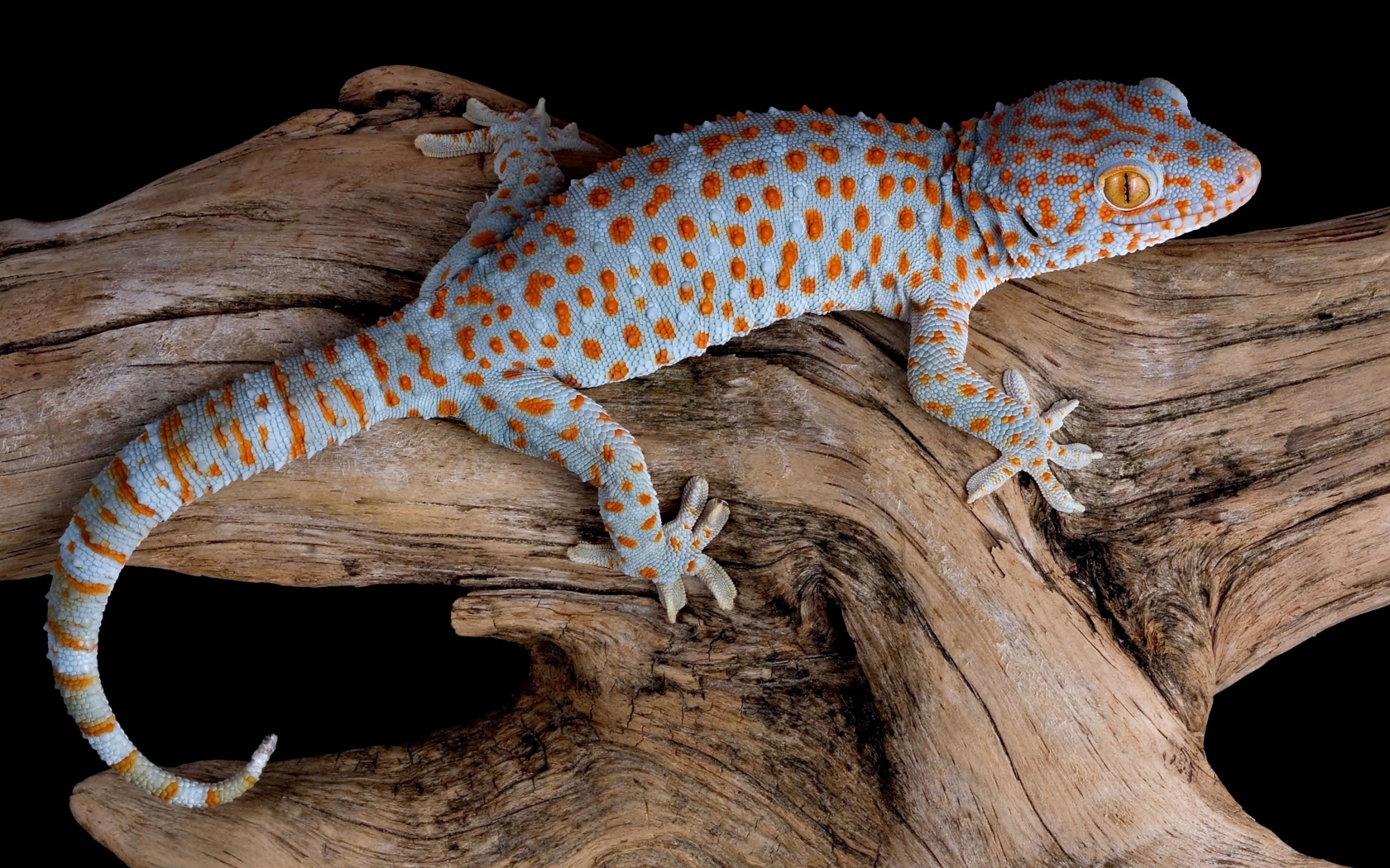 Голубой геккон Токи сидит на сухой коряге