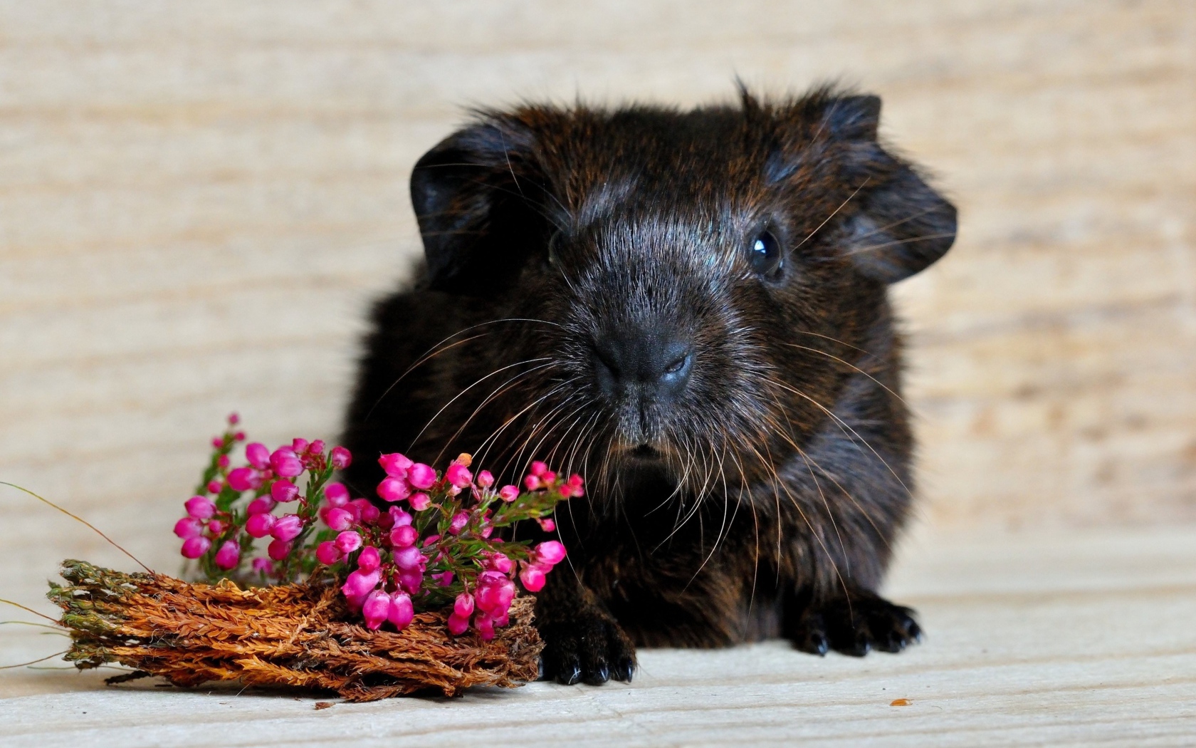 Большая черная морская свинка с розовыми цветами