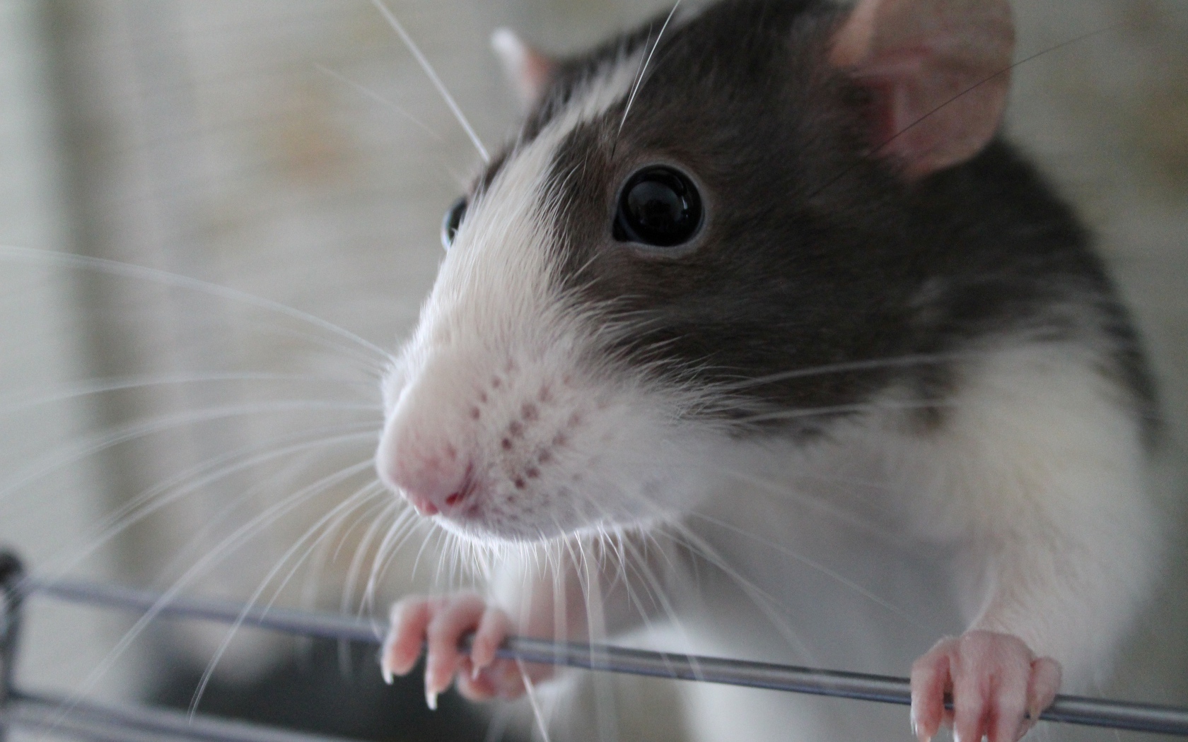 Маленькая домашняя крыса крупным планом