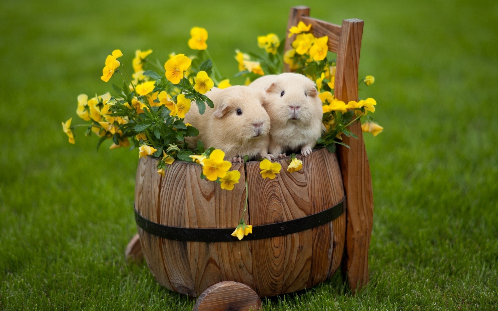 Две морские свинки сидят на бочке с цветами 