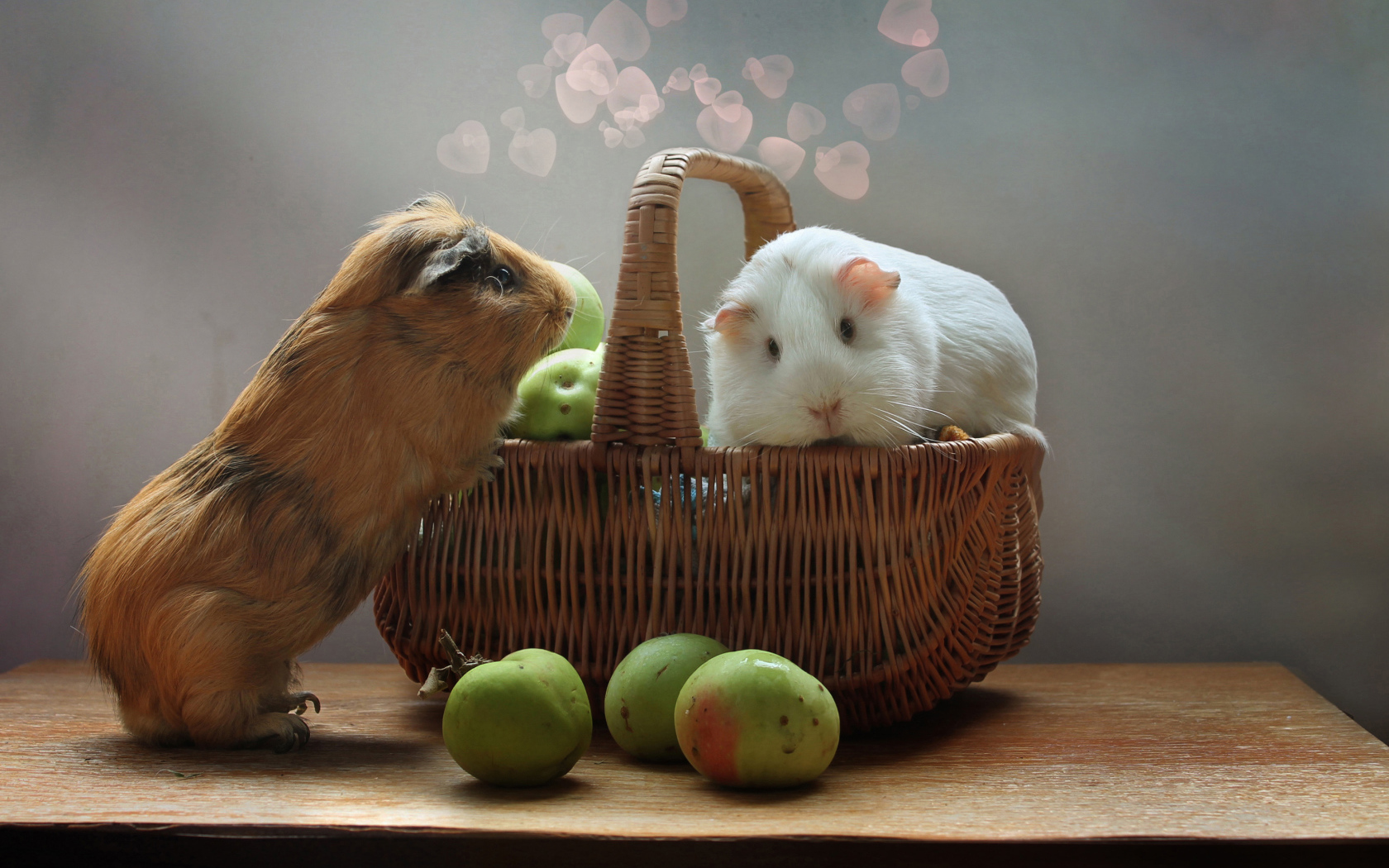 Two guinea pigs in a basket with apples