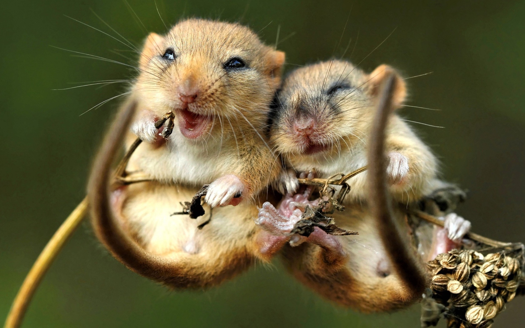 Две мышки полевки на колоске 