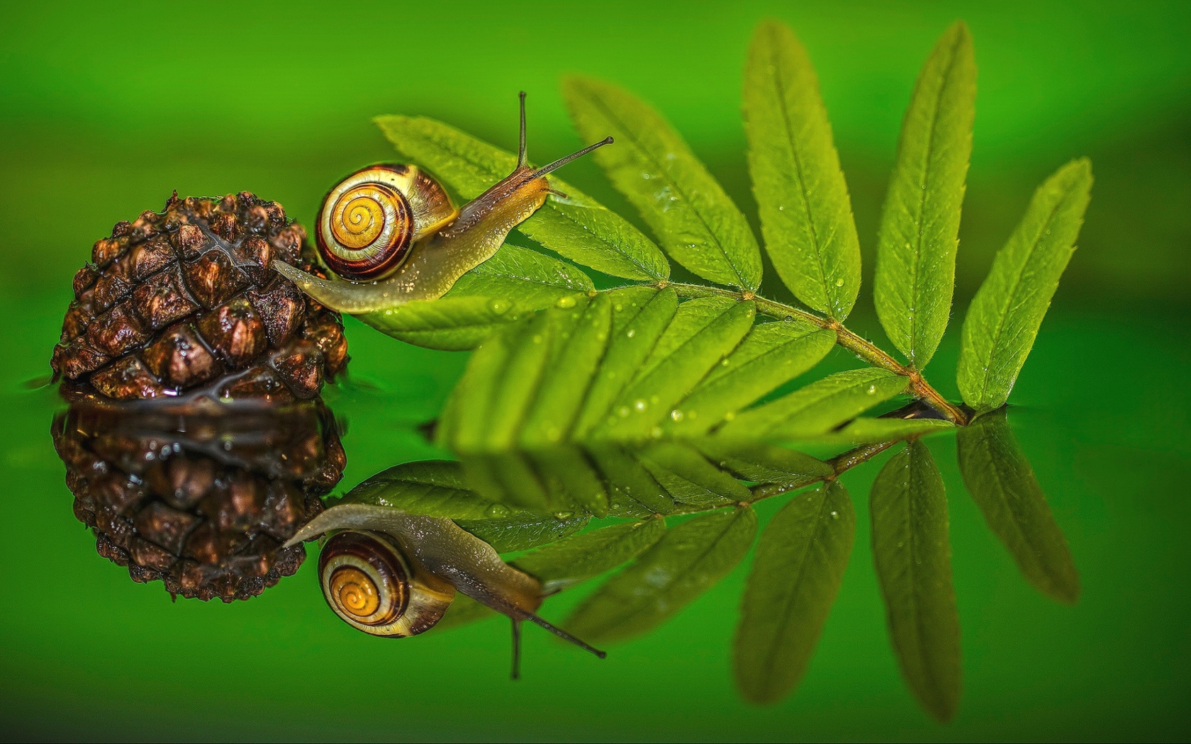 Улитка на зеленом листе в воде 