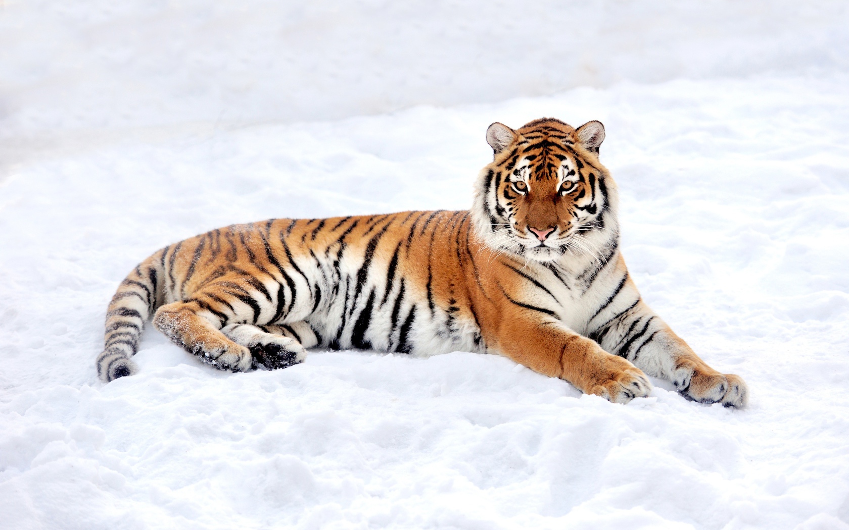 Большой грациозный тигр на снегу