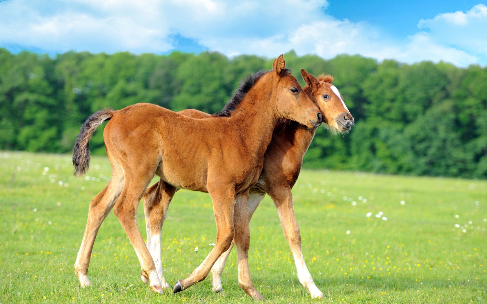 Два осла гуляют по полю 