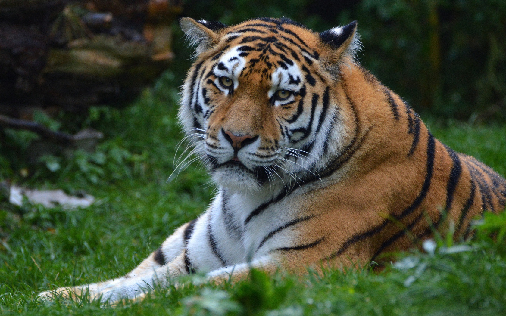 A large striped tiger lies on the green grass