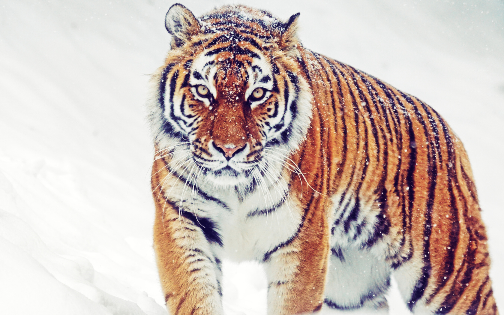 Большой полосатый тигр идет по снегу зимой