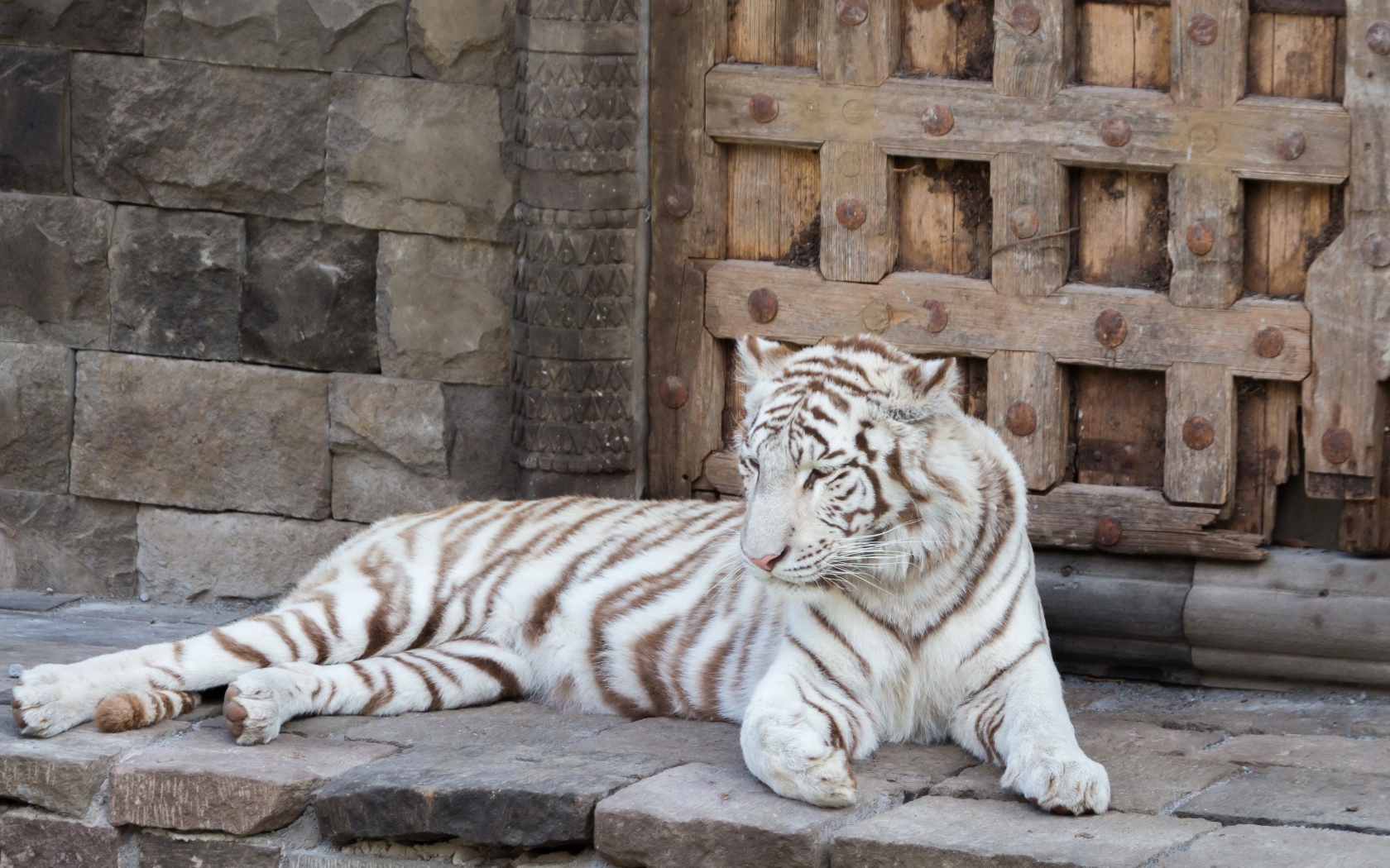 Большой белый тигр лежит в зоопарке