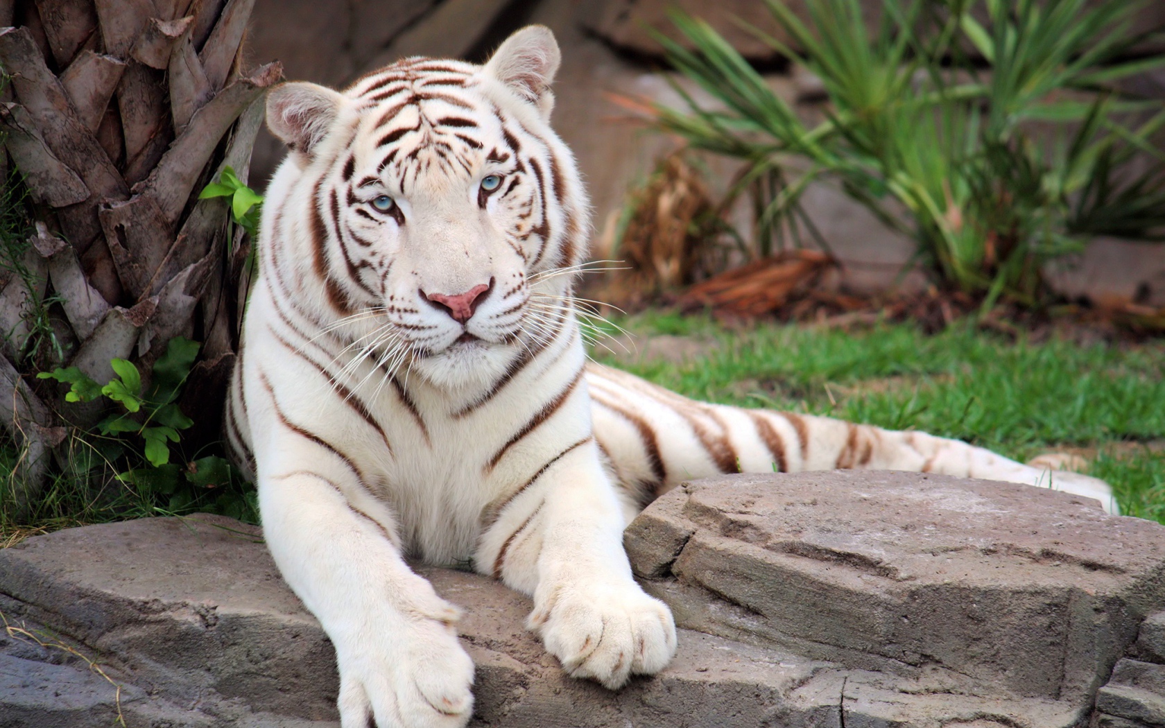 Большой белый тигр лежит на камне в зоопарке