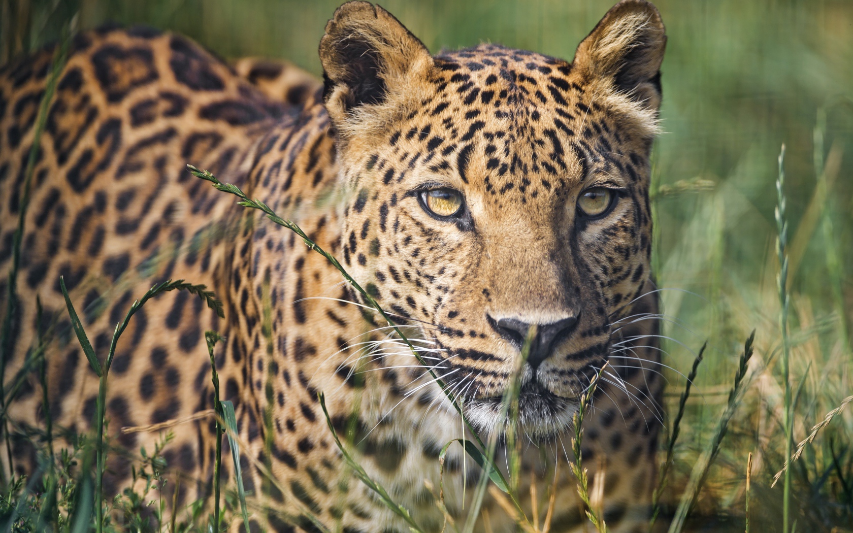 Красивый леопард в зеленой траве