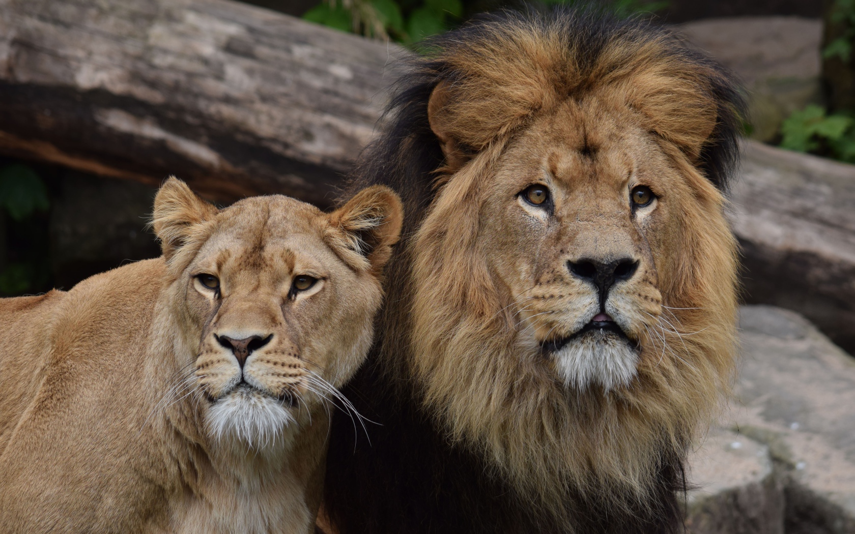 Большие лев и львица в зоопарке