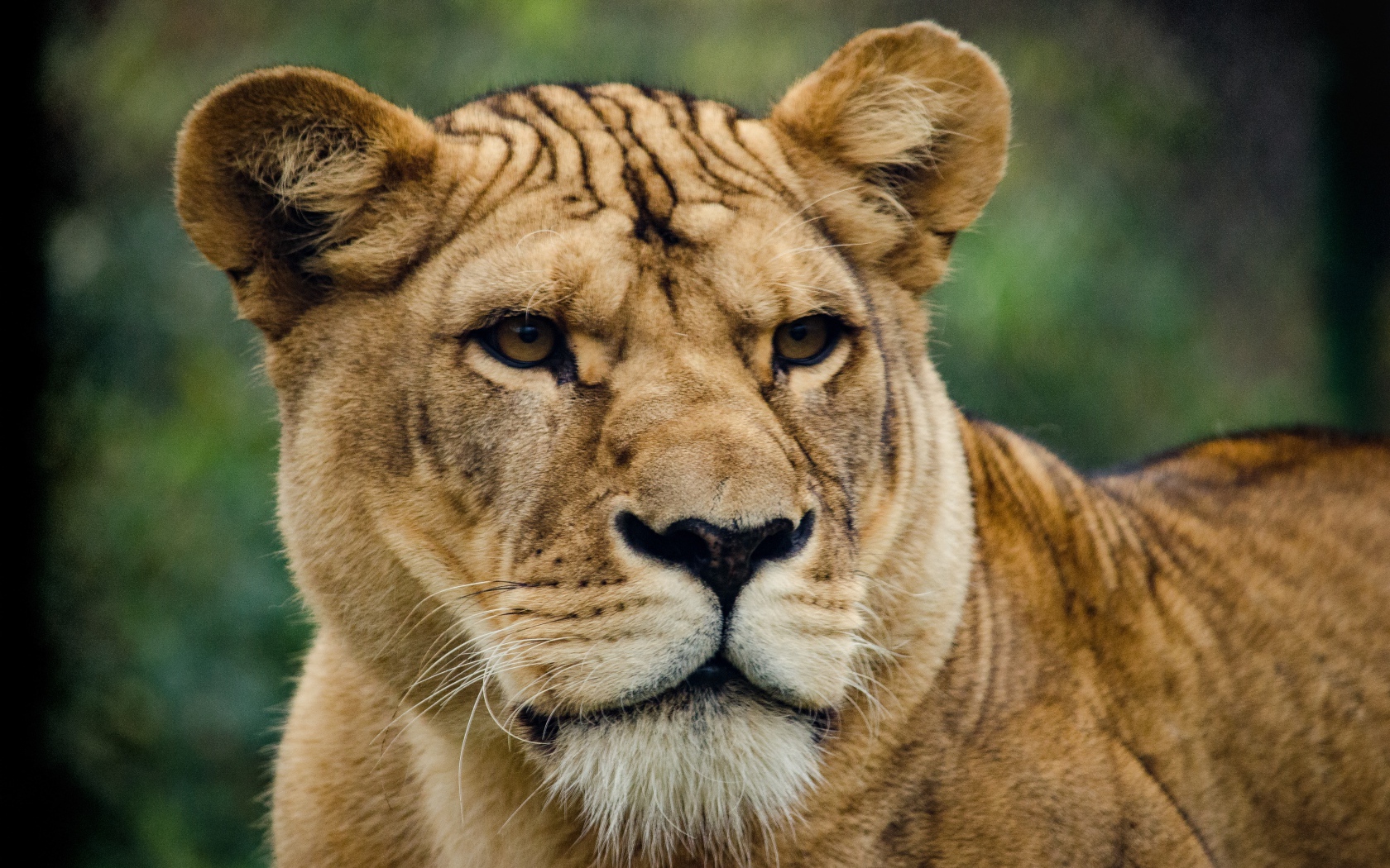 Большая серьезная львица