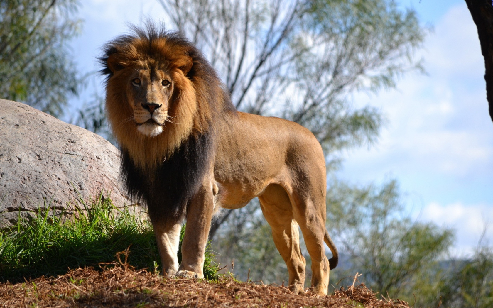 Большой грациозный лев у камня