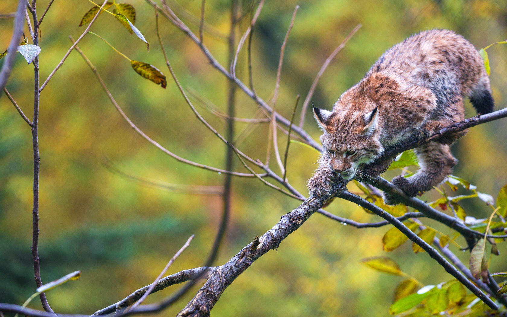 Рысь крадется по ветке дерева