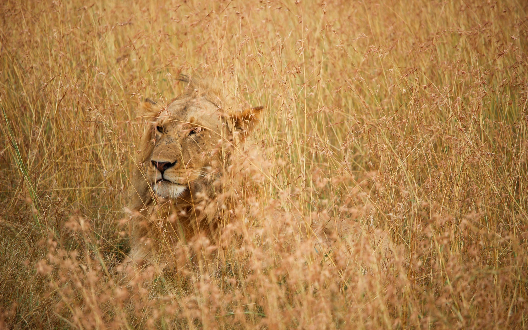 Серьезная большая львица лежит в траве