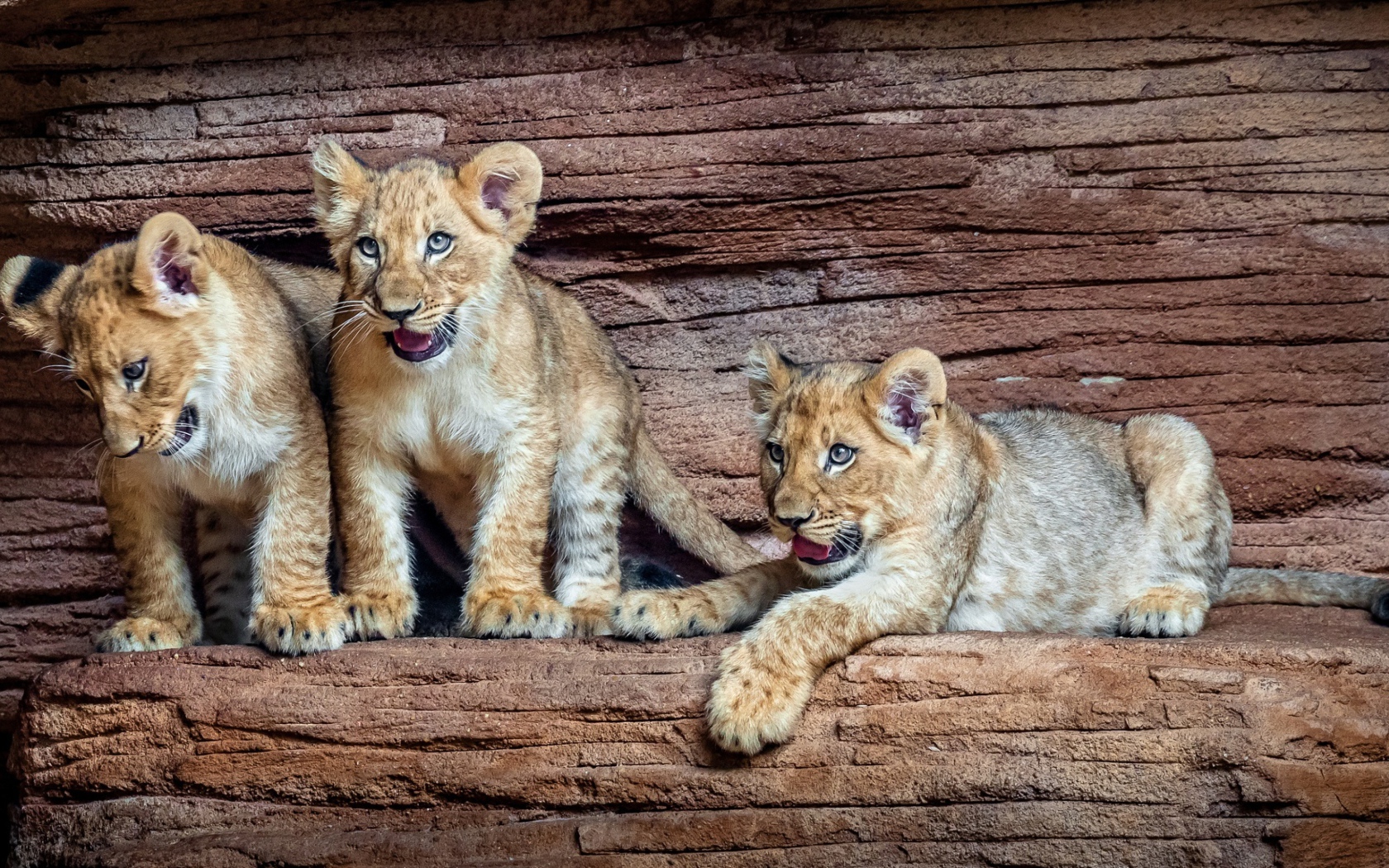 Три маленький львенка в зоопарке