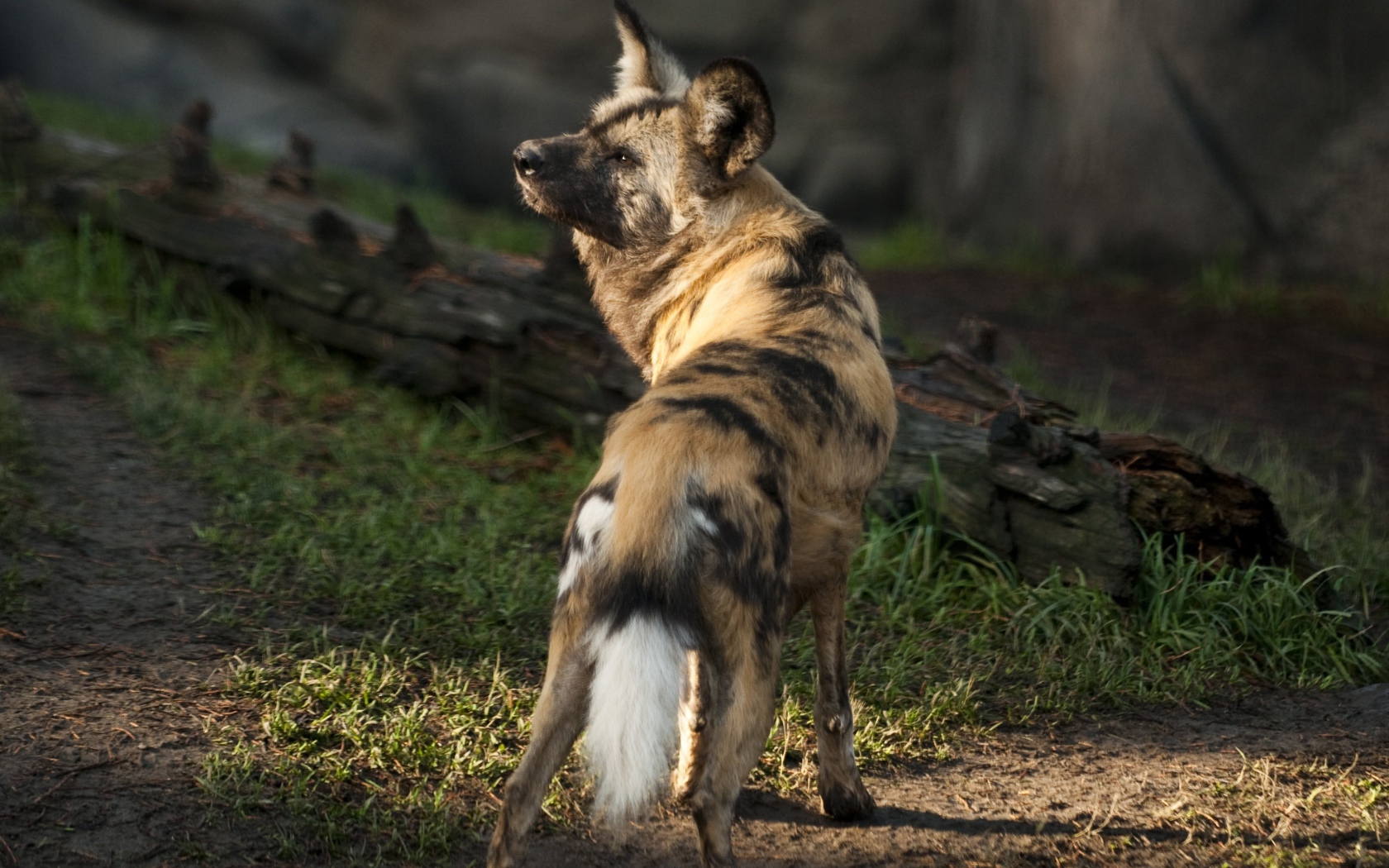 Гиена у сухого дерева 