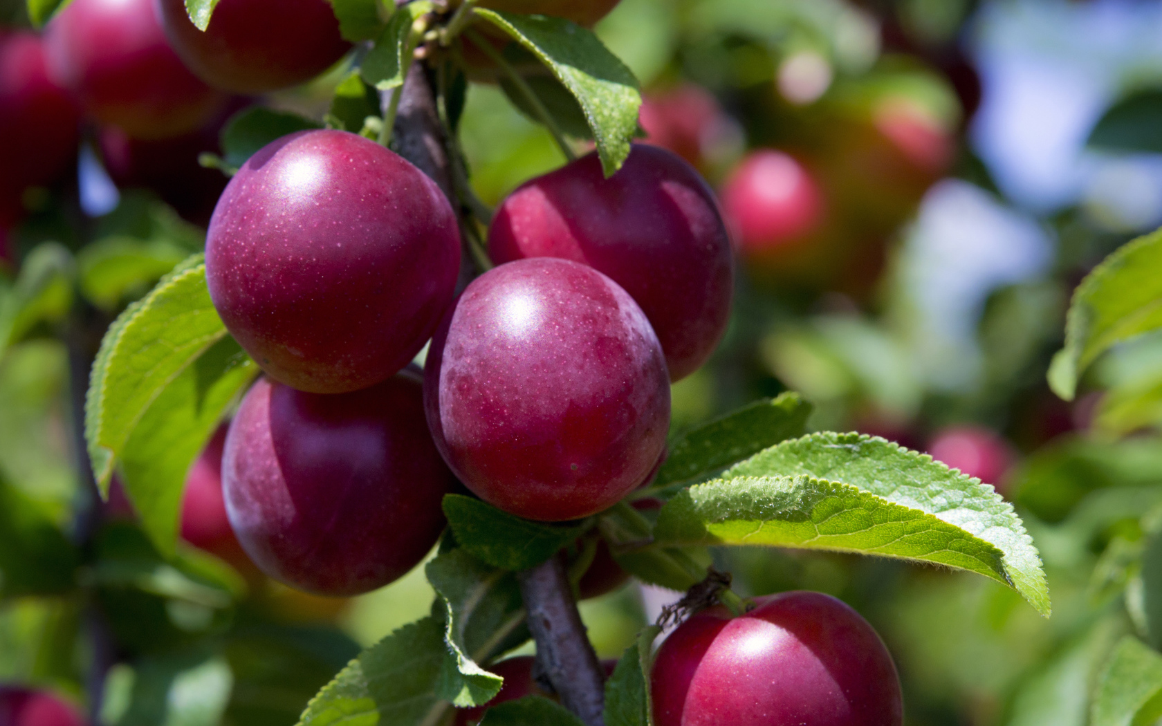 Розовые сливы на ветке крупным планом