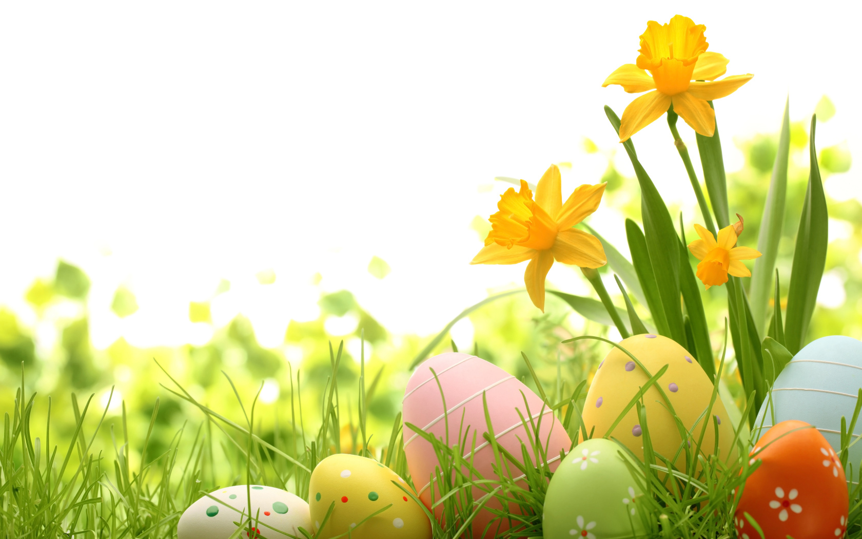 Весенние нарциссы и крашеные яйца фон для открытки на Пасху