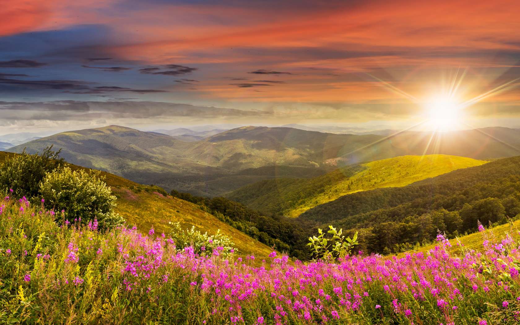 Рассвет яркого летнего солнца над холмами с розовыми цветами