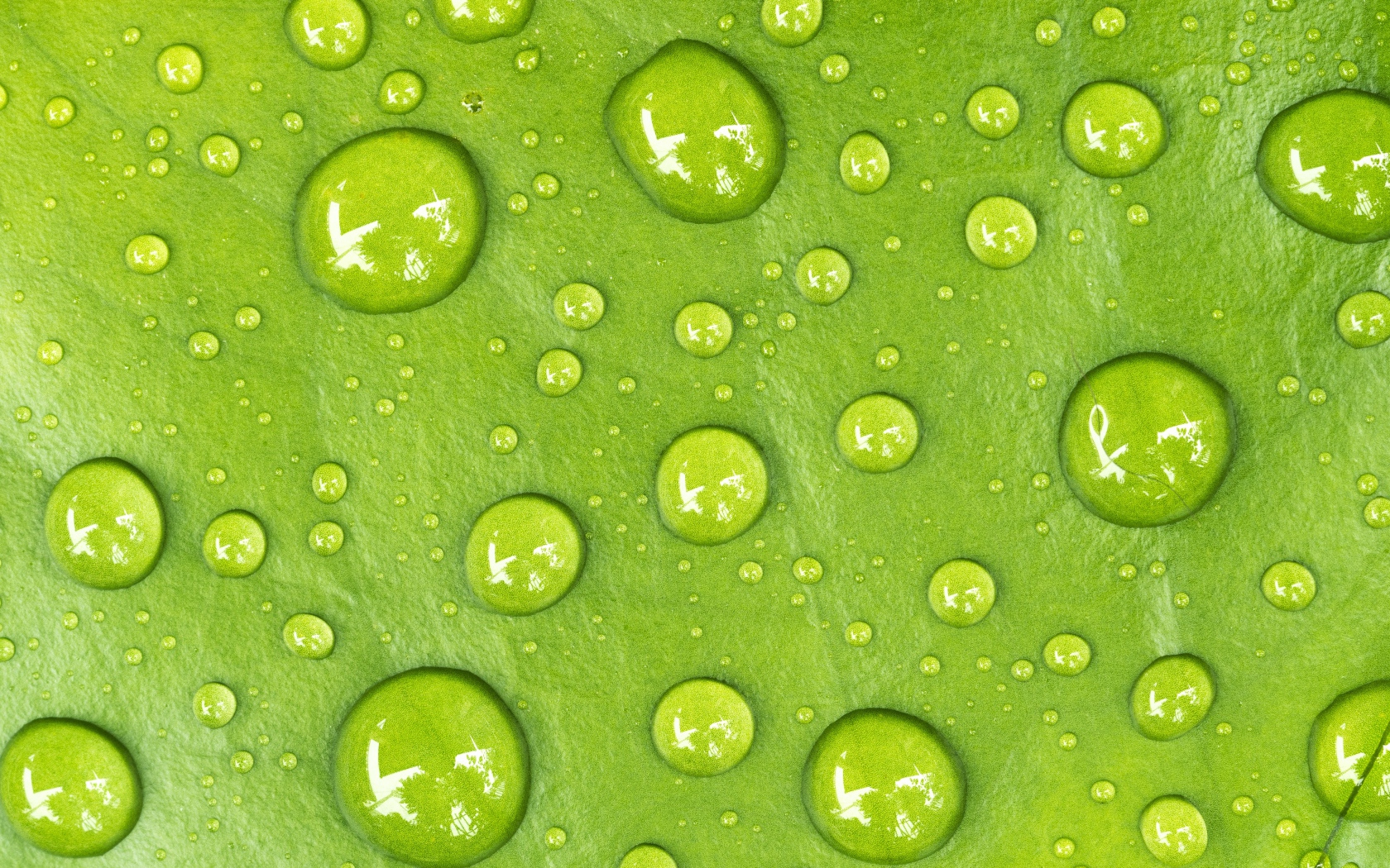 Капли на зеленом листе крупным планом