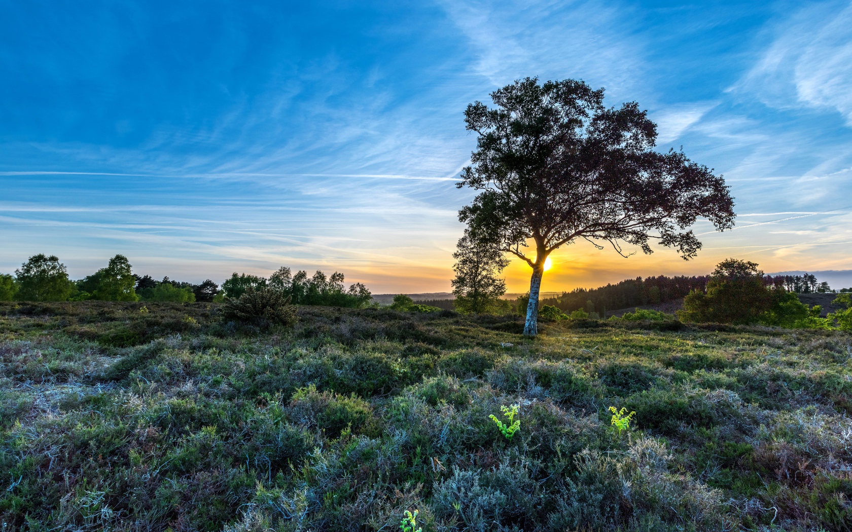Одинокая береза под красивым голубым небом в поле