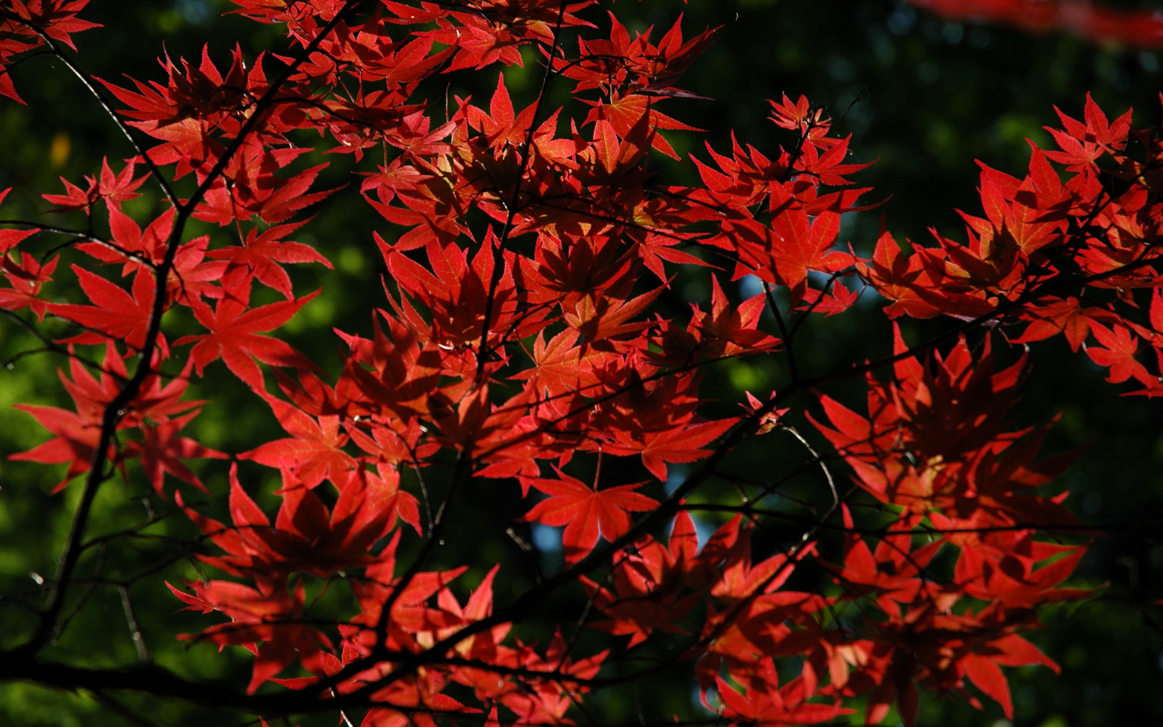 Красные листья на дереве осенью
