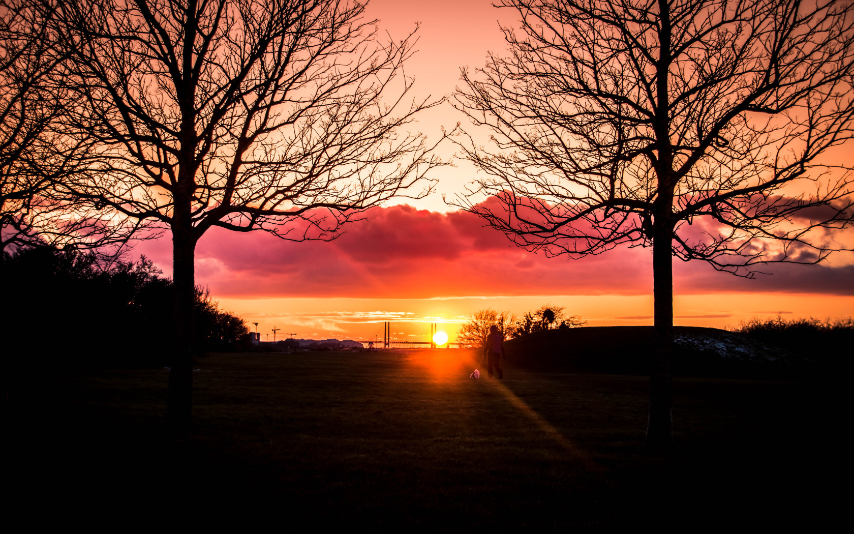 Силуэты деревьев на фоне яркого солнца