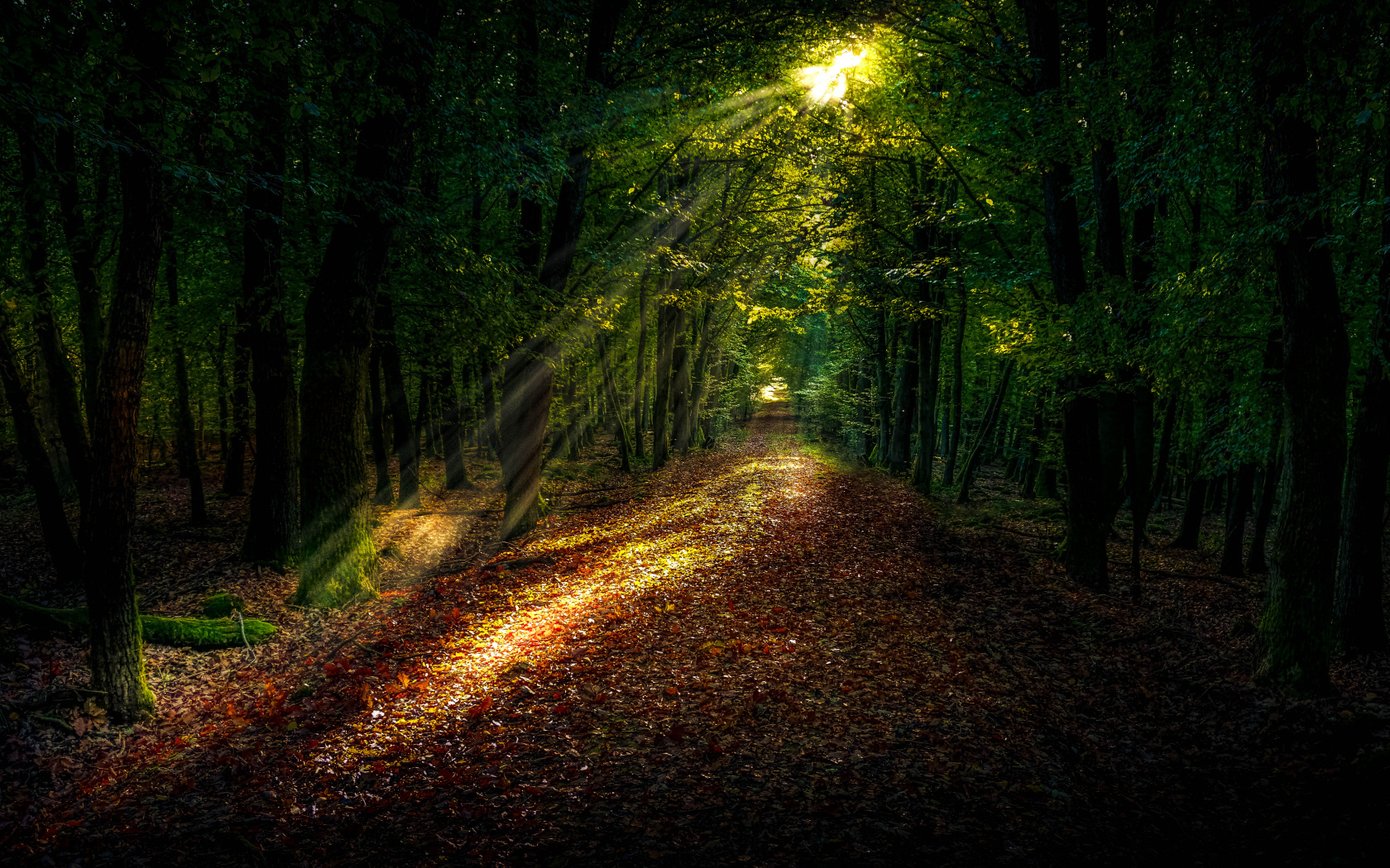Яркое солнце пробивается на лесную дорогу покрытую желтыми листьями