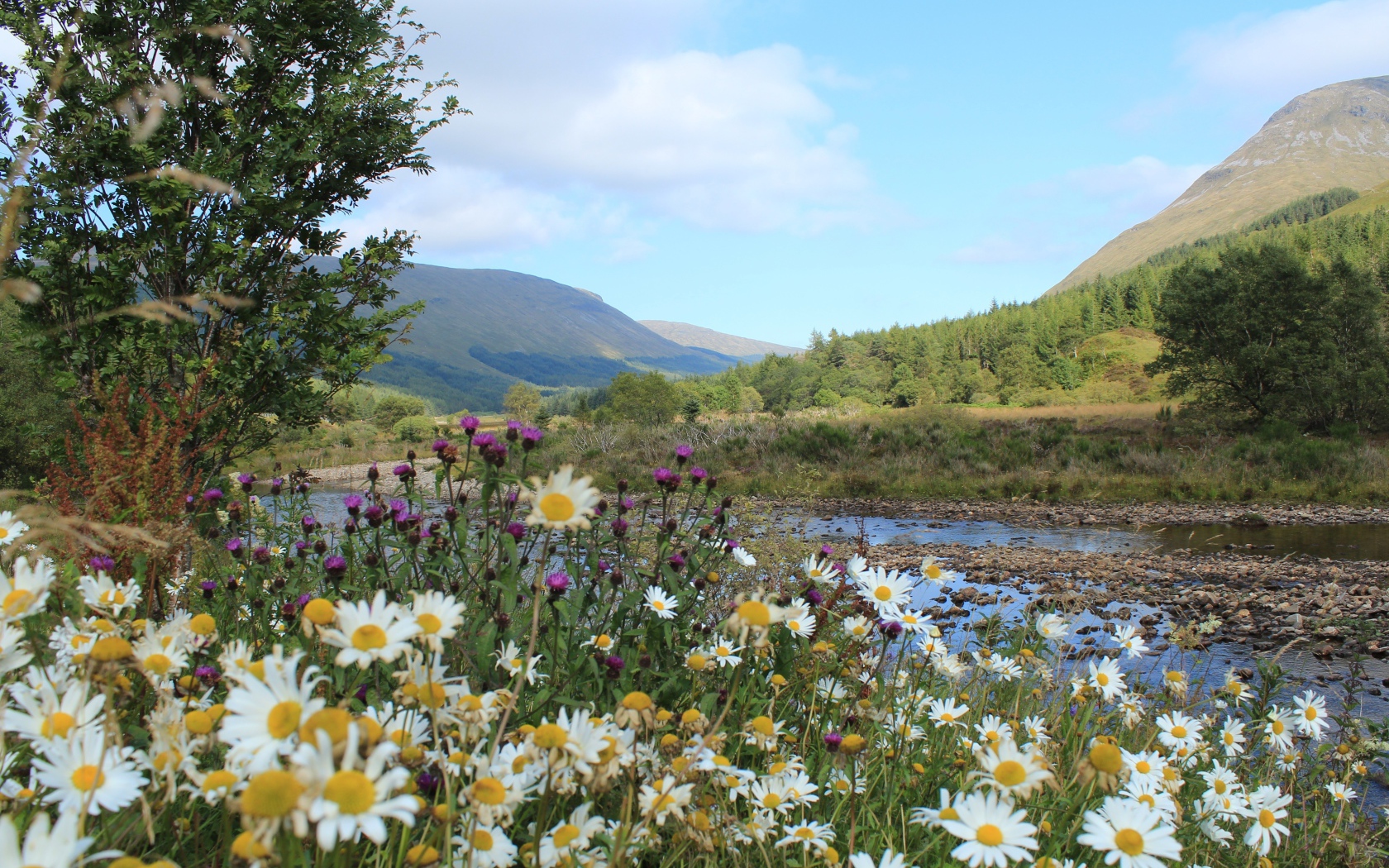 Полевые ромашки и чертополох на берегу горной реки
