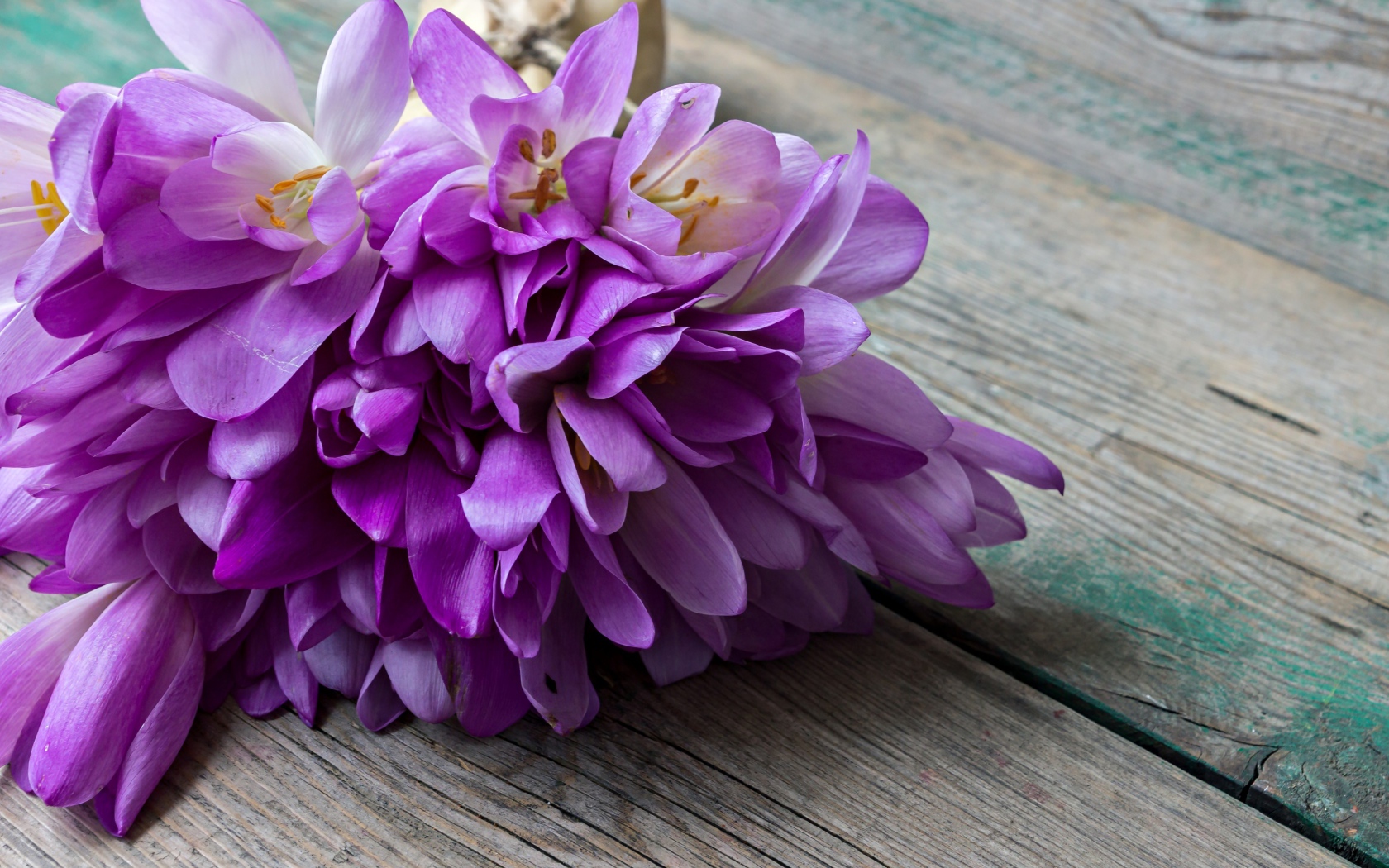 Букет весенних цветов фиолетовых крокусов лежит на деревянном столе