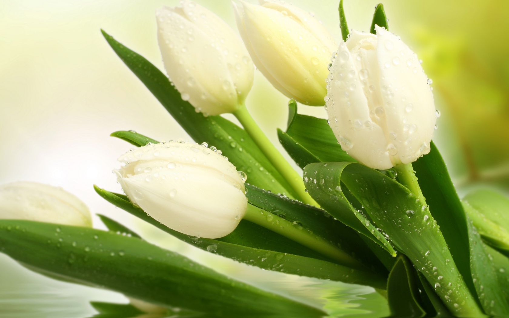 Букет нежных белых тюльпанов в воде