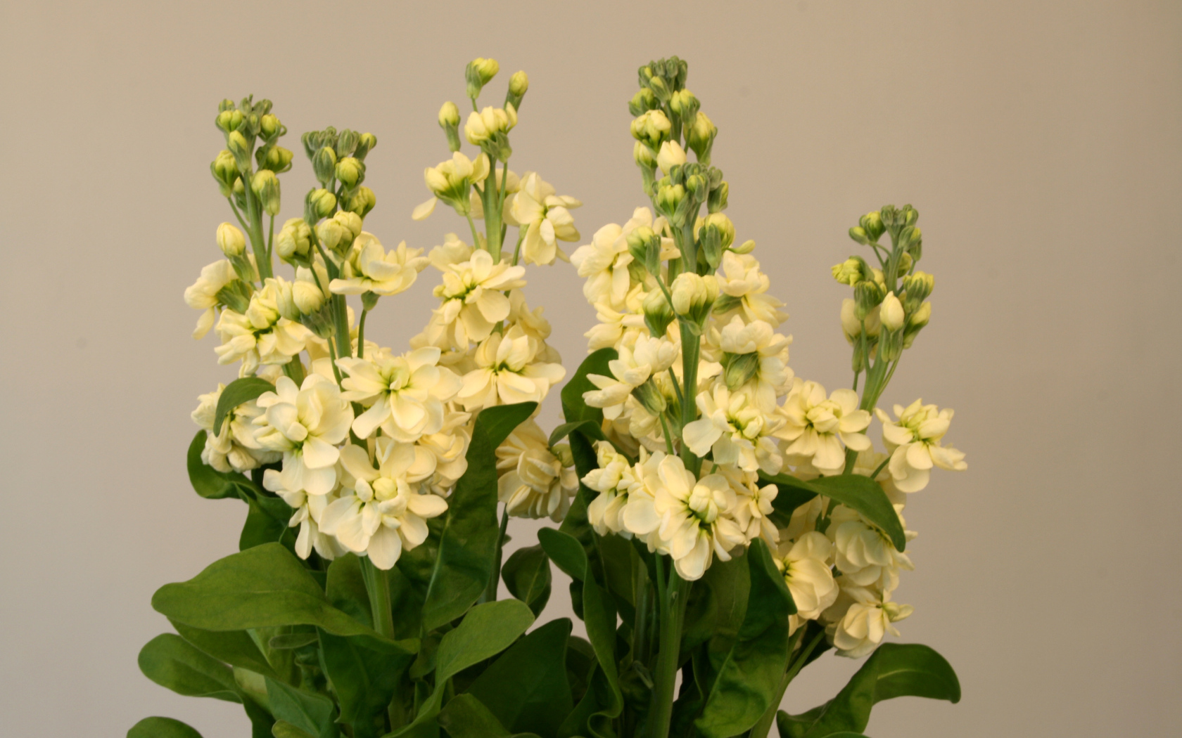 Букет белых цветов левкой 