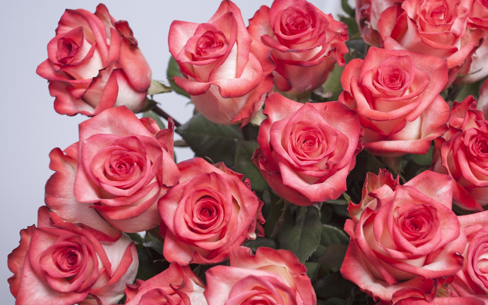 Большой букет розовых роз на сером фоне