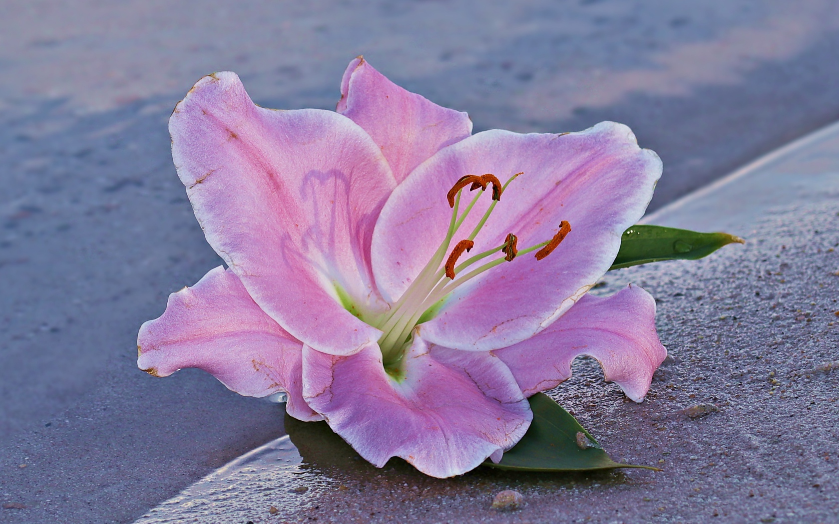 Розовая лилия на песке