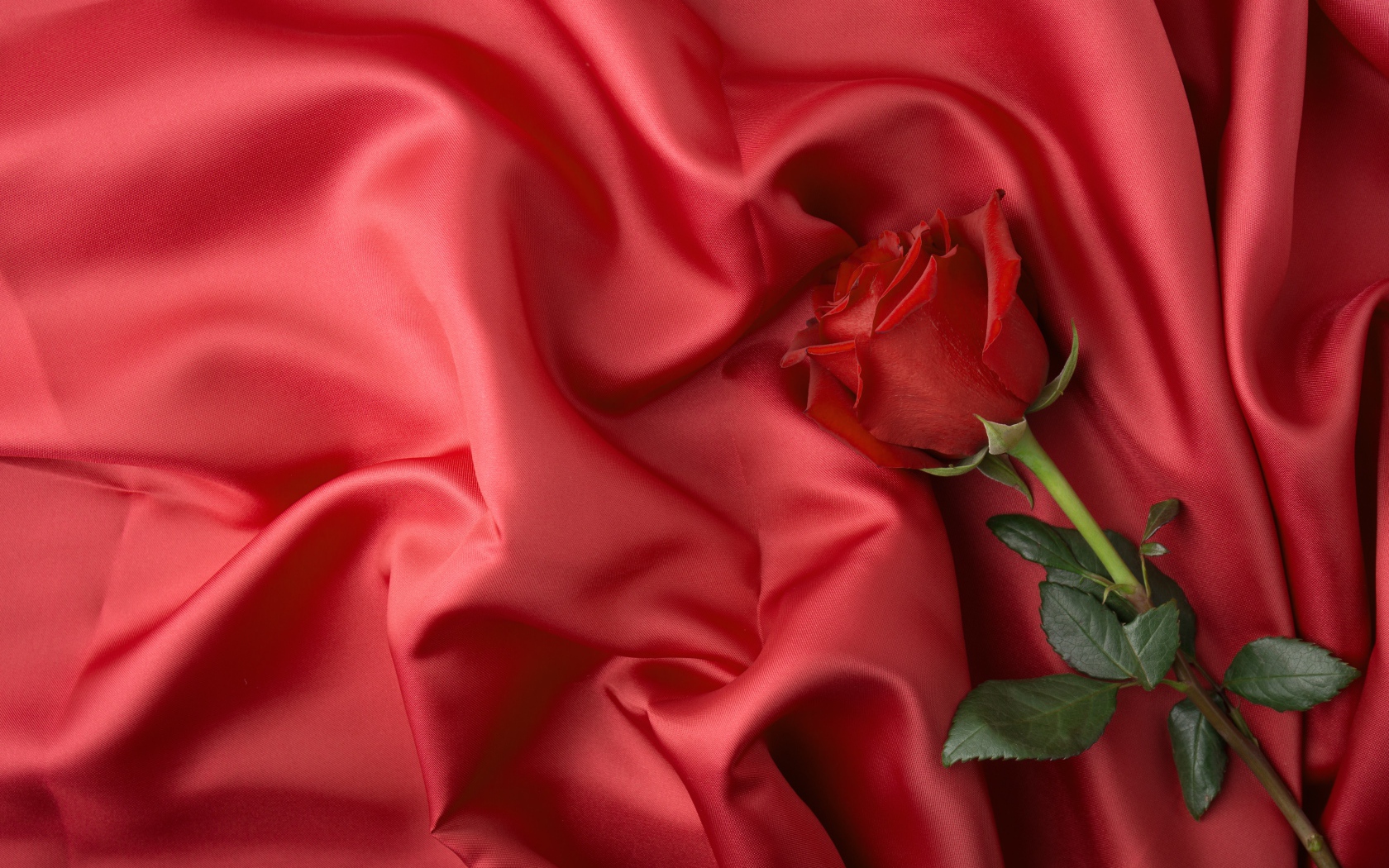 Красная роза лежит на красном шелковом покрывале