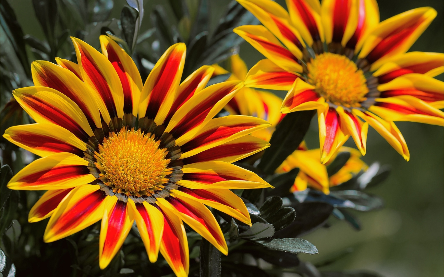 Красивые яркие цветы газания