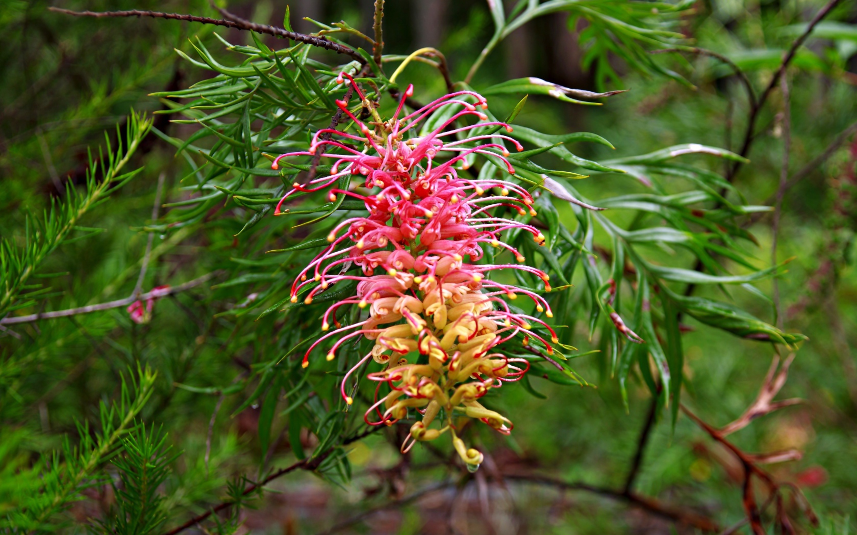 Красивый экзотический цветок Гревиллея