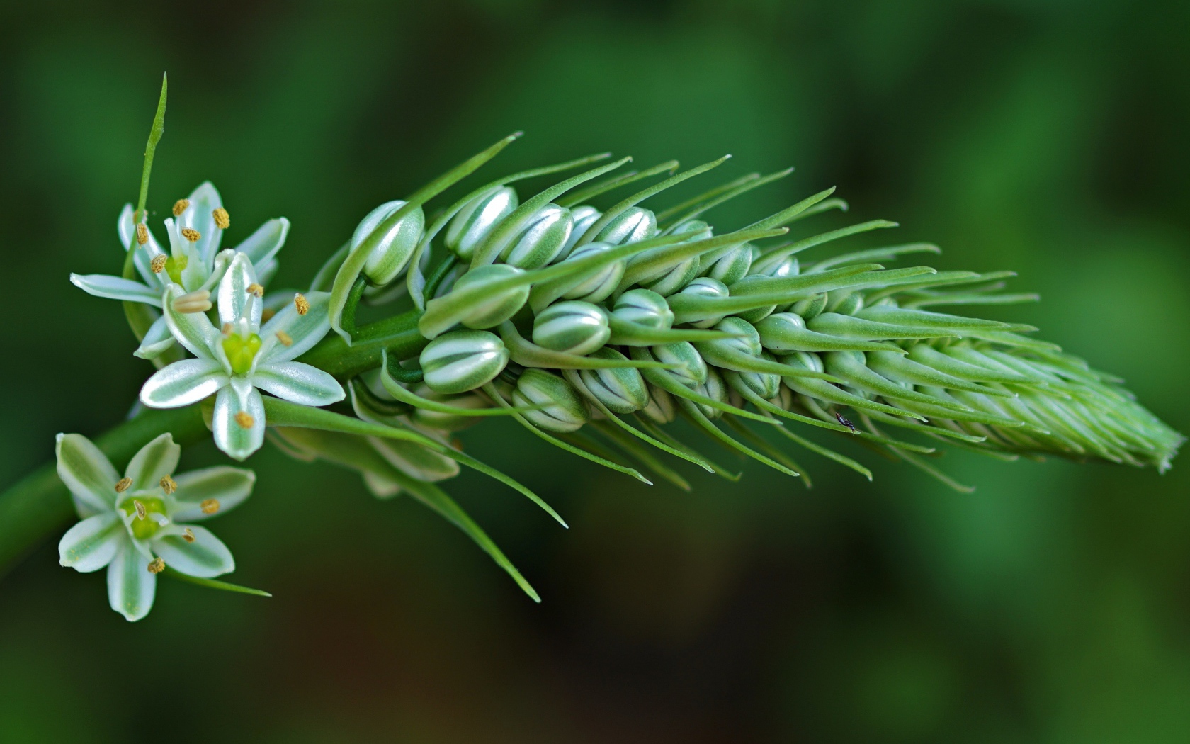 Красивый цветок птицемлечник на зеленом фоне крупным планом