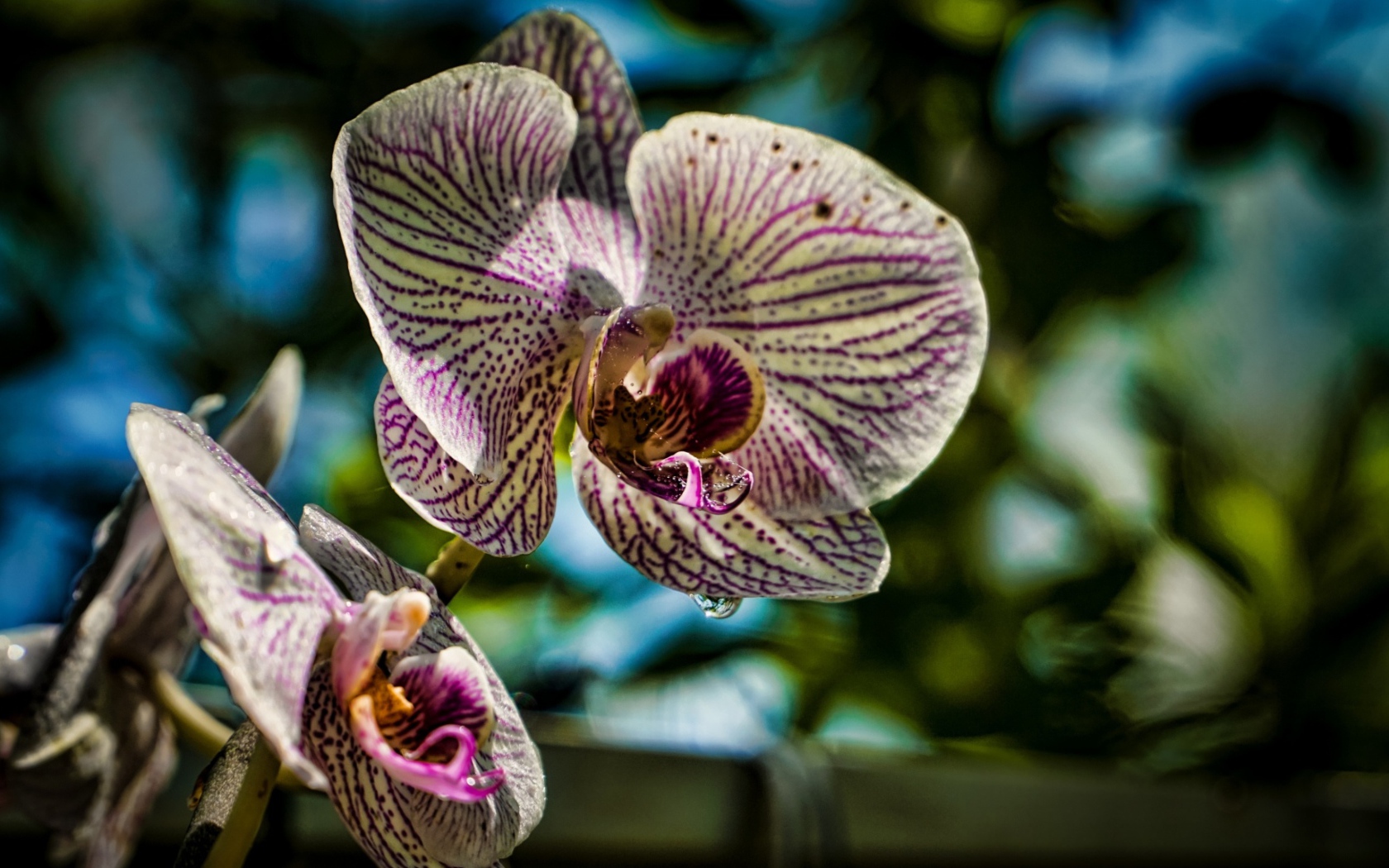 Красивые цветы экзотической орхидеи 