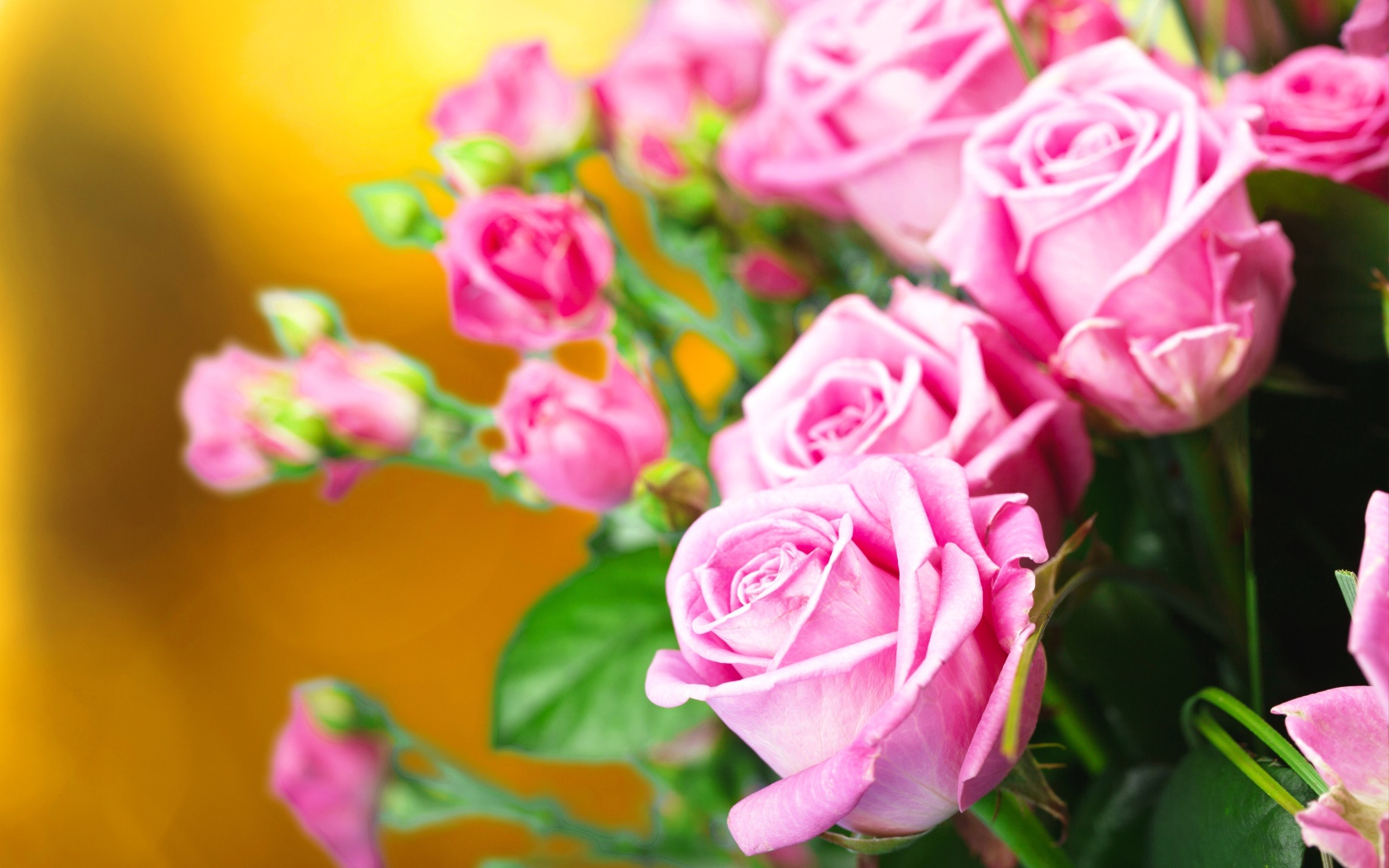 Красивые нежные розовые розы крупным планом 