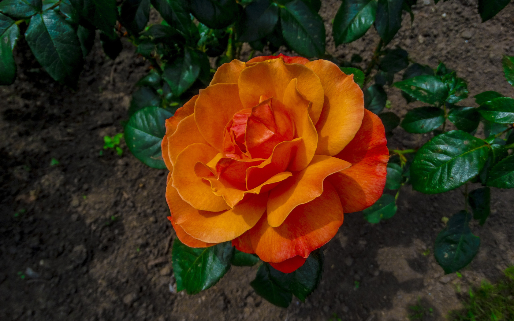 Красивая оранжевая роза на клумбе вид сверху