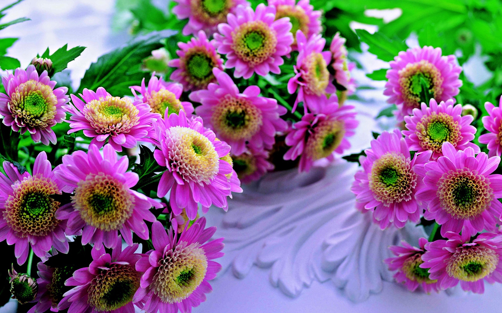 Красивые розовые хризантемы